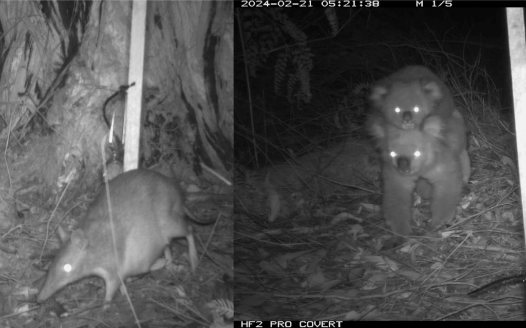 Cape Otway Ecological Baseline Study