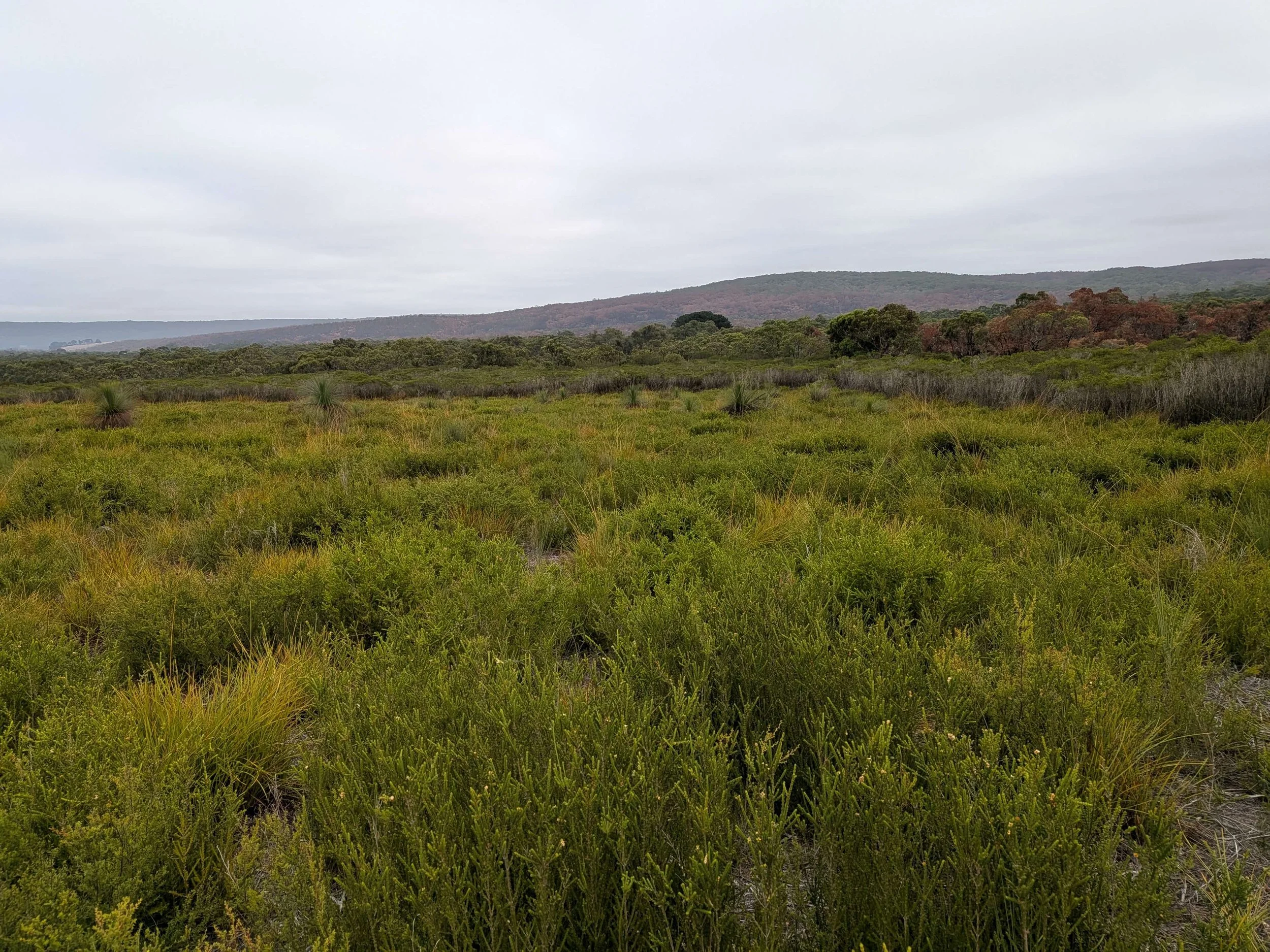 Otways Heathlands - Conservation Ecology Centre.jpg