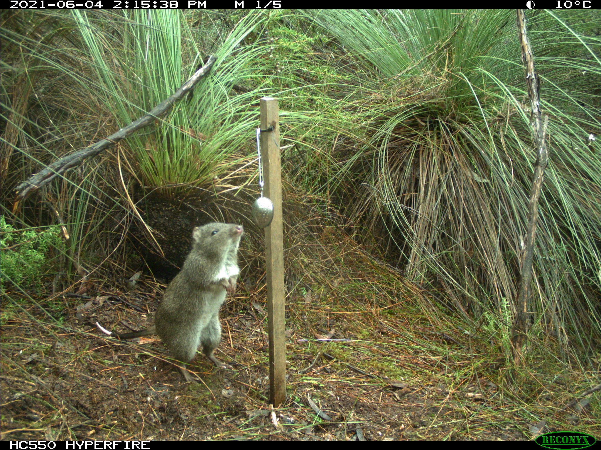 Potoroo camera trap 1 Otways_Conservation Ecology Centre.JPG