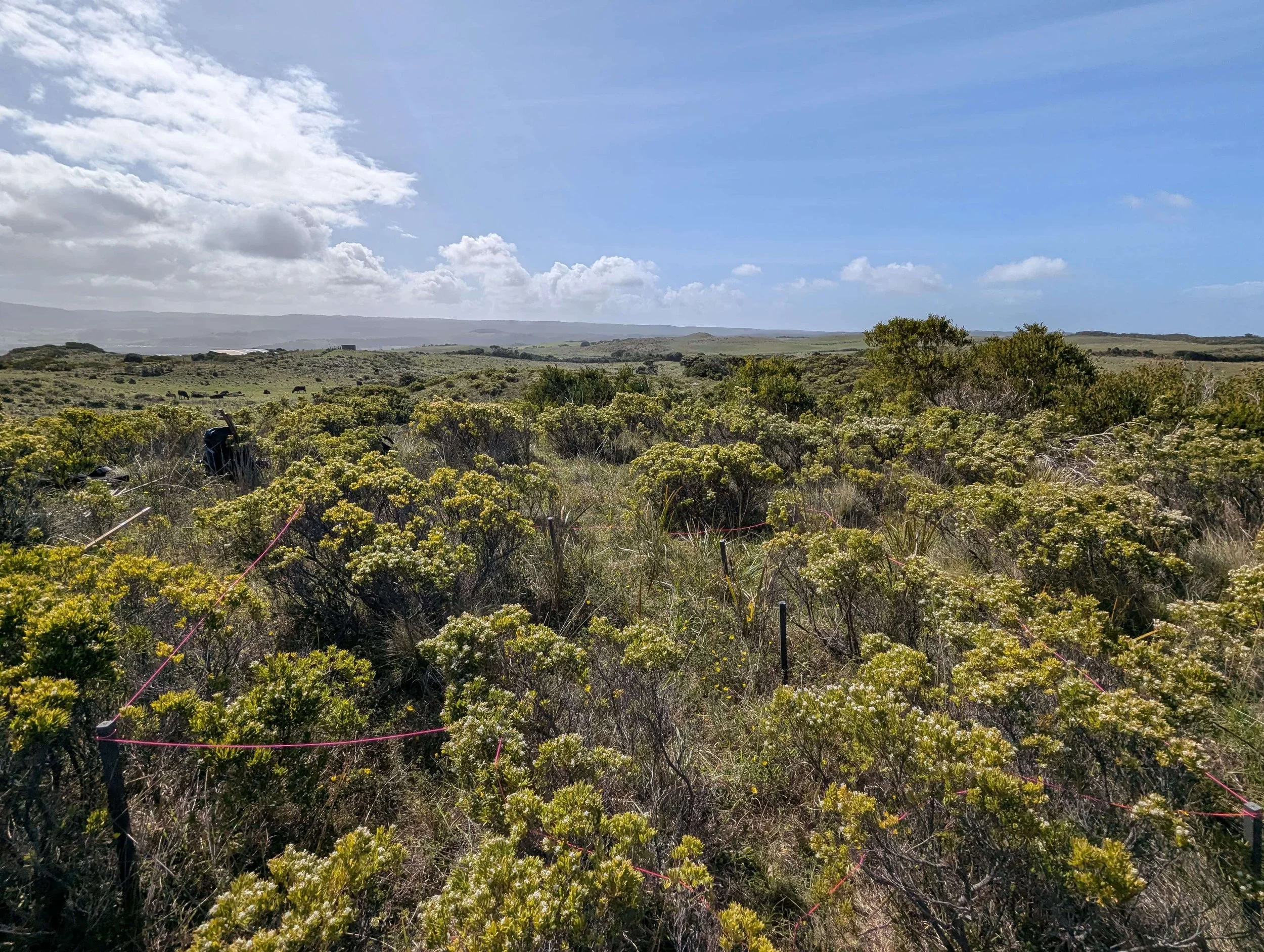Surveys Cape Otway CEC.jpg
