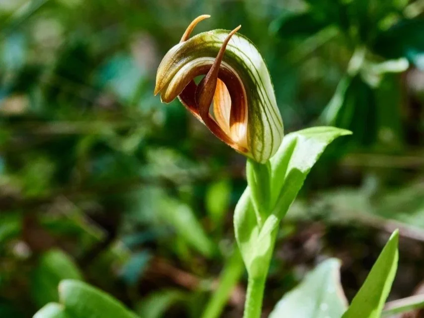 Endangered Orchids on Cape Otway’s Dunes