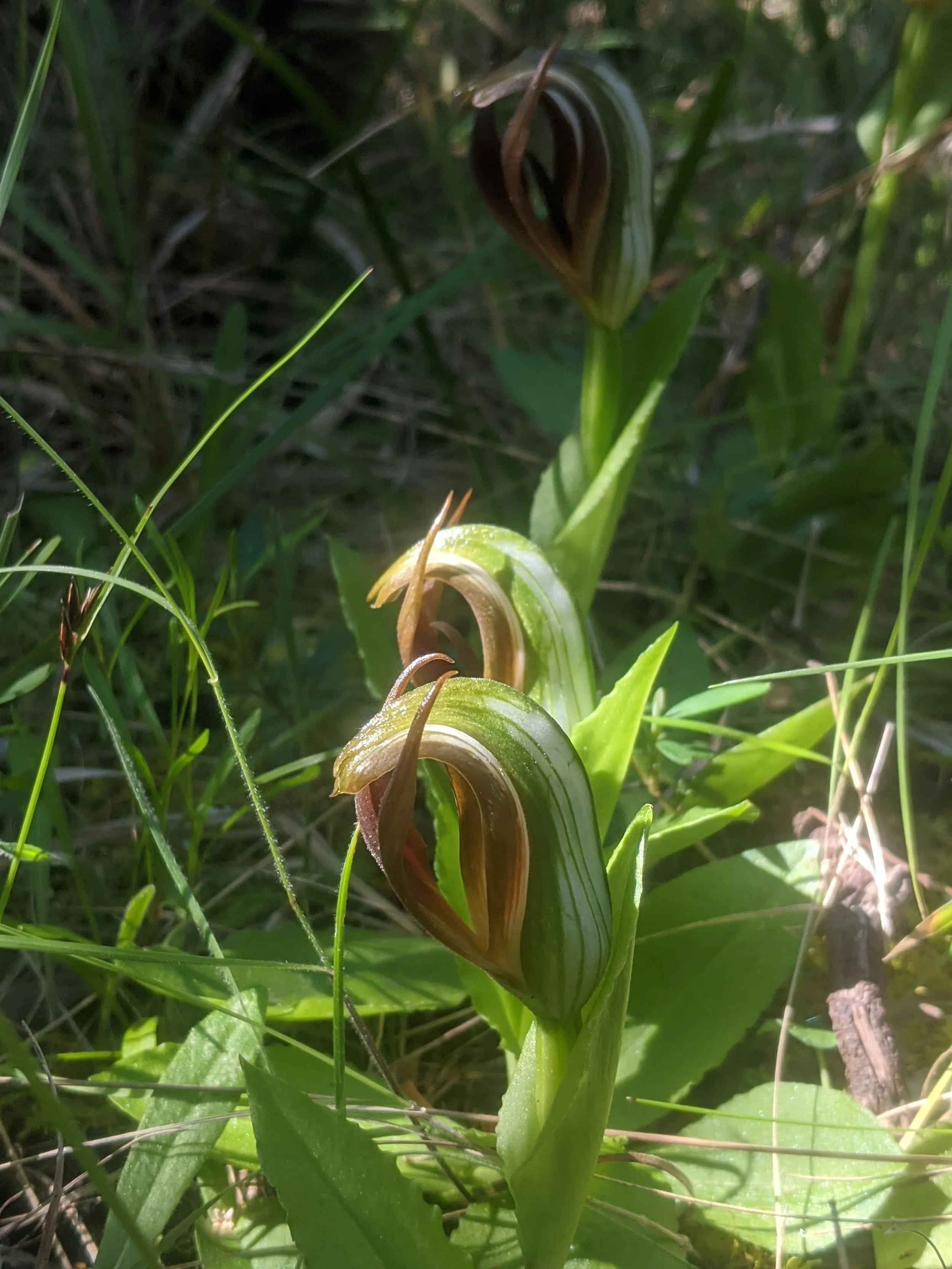 Leafy Greenhood Orchids Otways - Conservation Ecology Centre.jpg