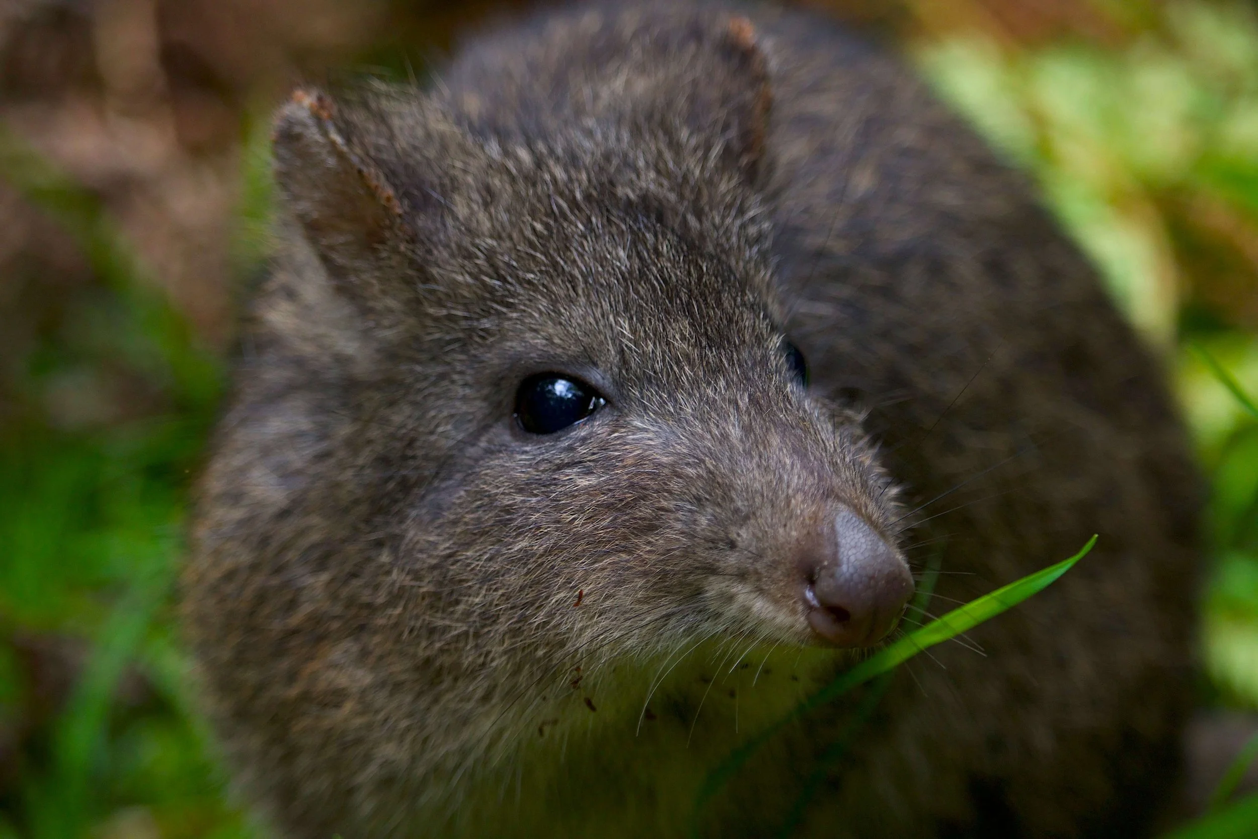Long nosed potoroo - vulnerable after fire.jpg