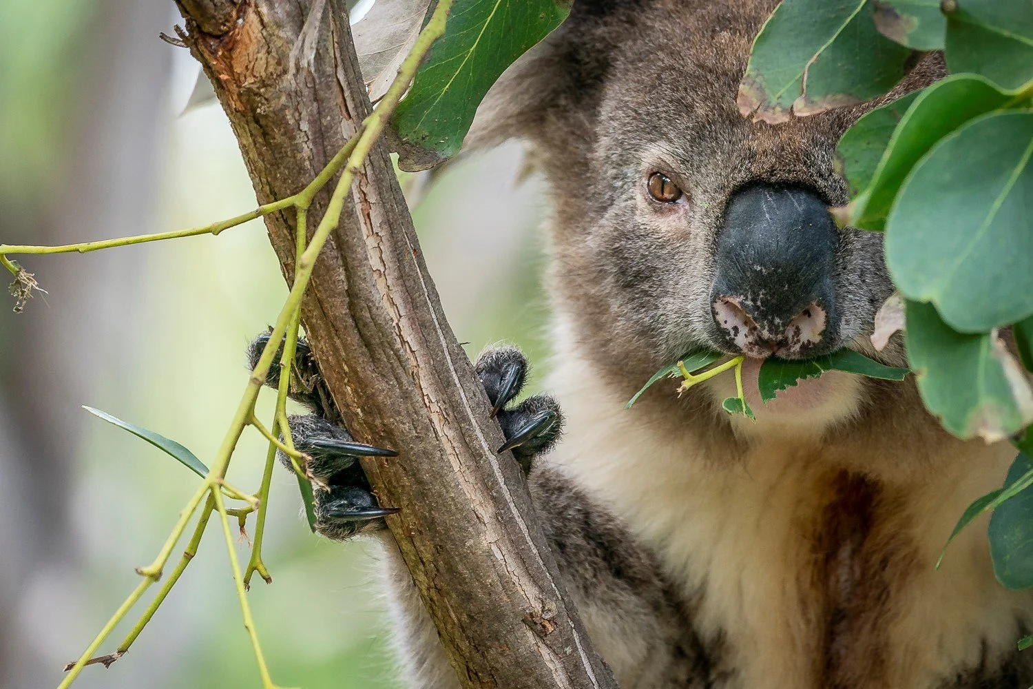 Koala browsing_Doug Gimesy.jpg
