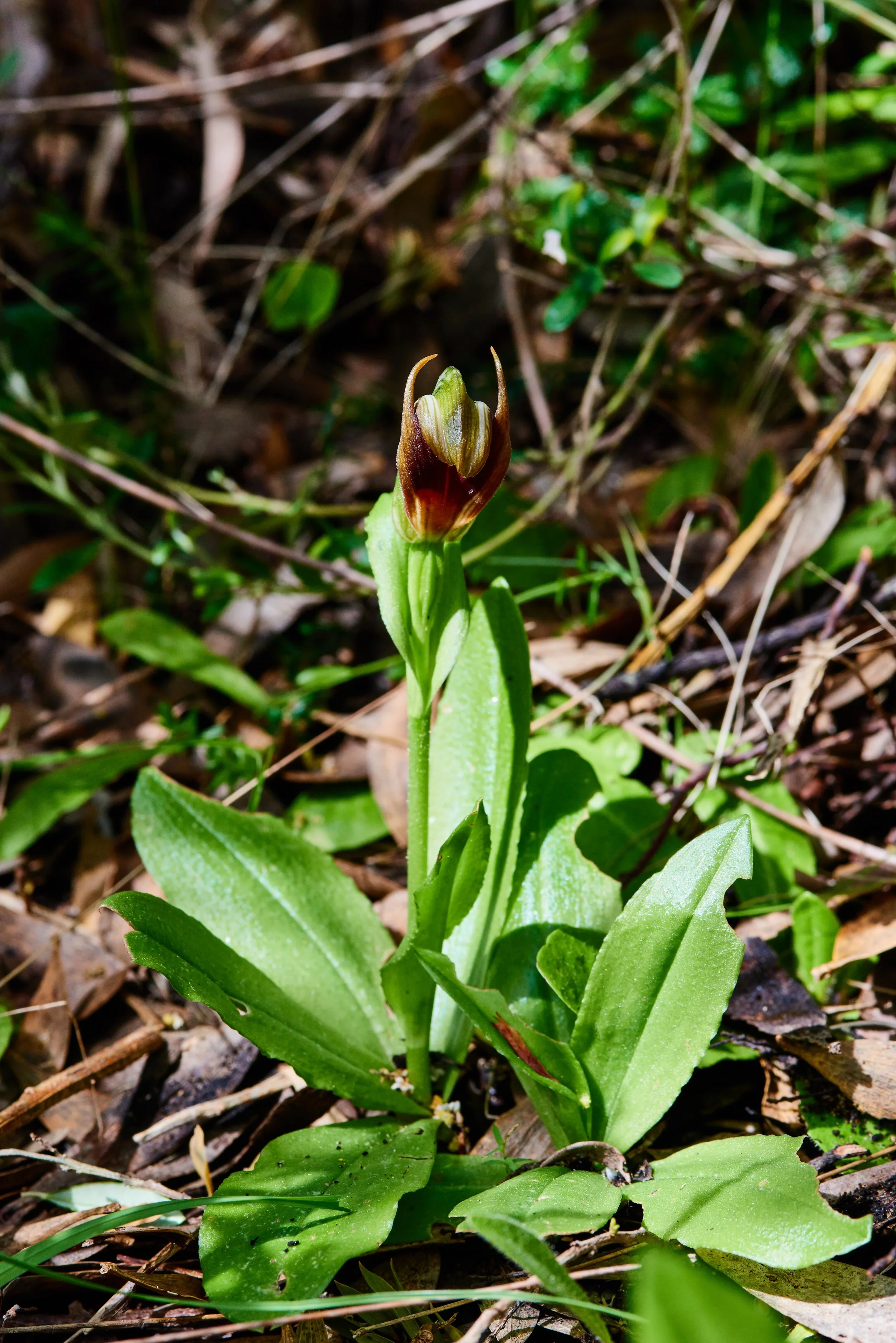 Leafy Greenhood Orchid Otways - Conservation Ecology Centre.jpg