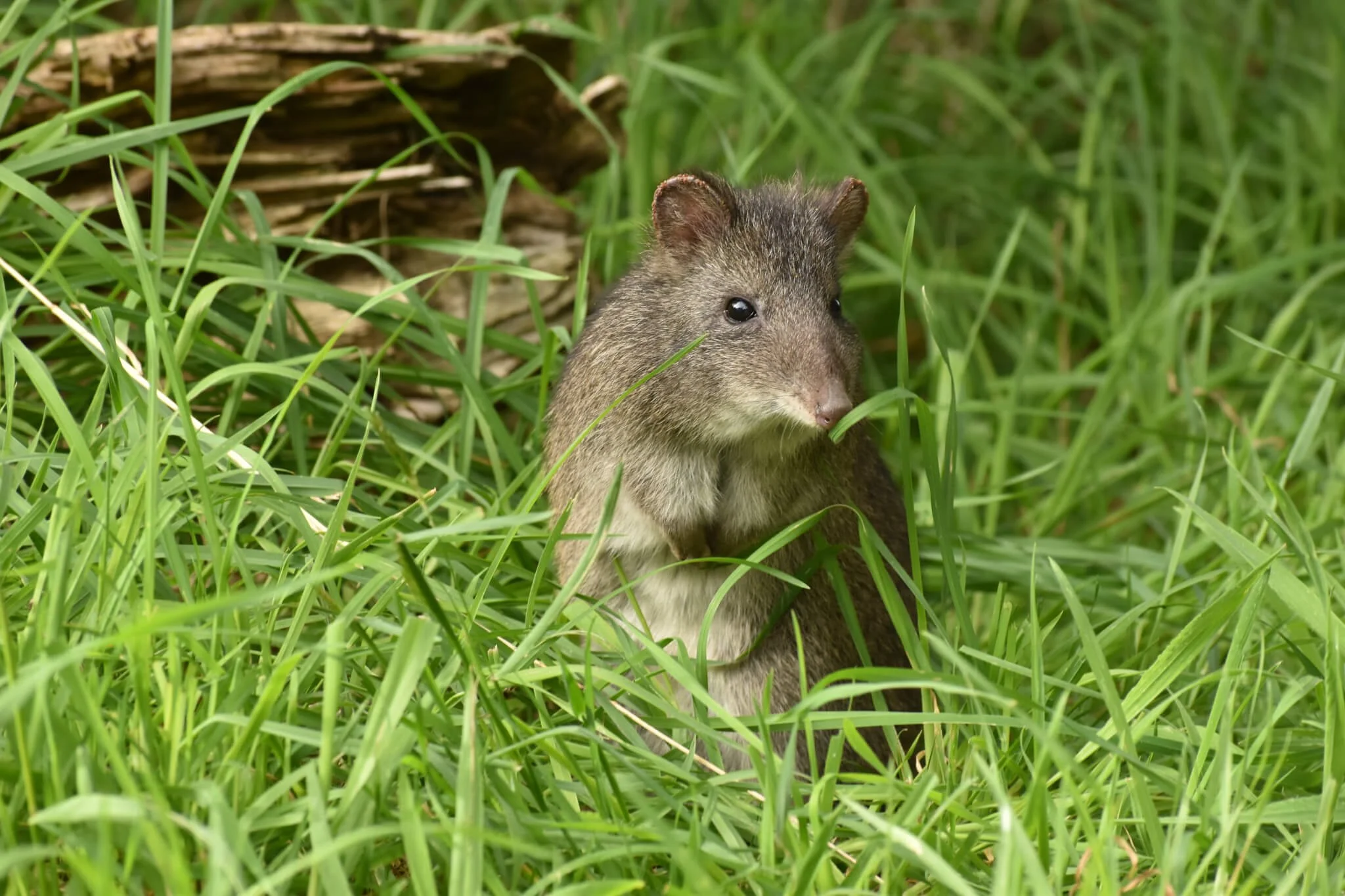 A potoroo with dark brown fur standing on its hind feet in the grass looking at the camera.