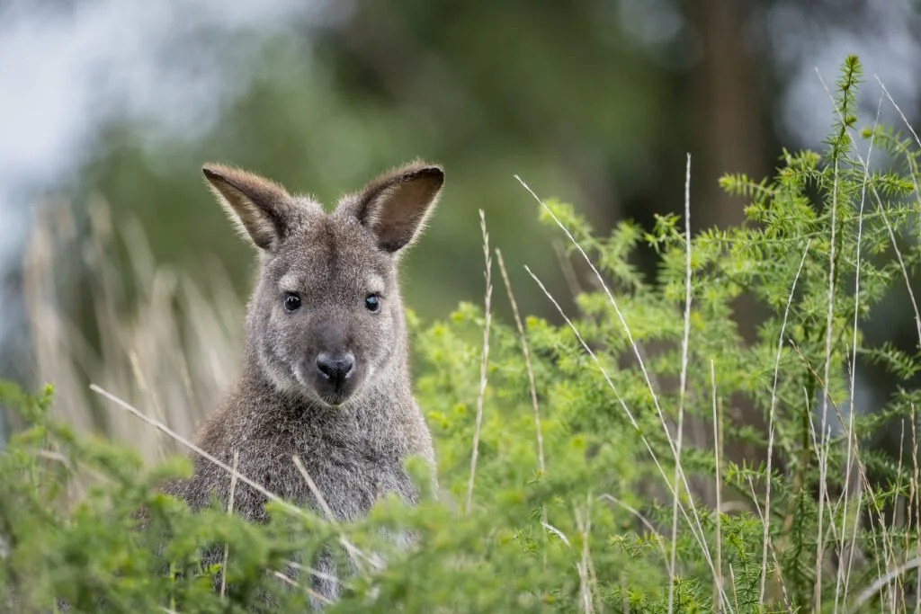 A wallaby peering out from green grass and foliage in a natural outdoor setting.