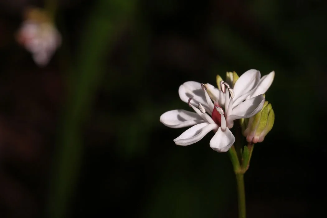 Otways Ecological Research Forum 2023