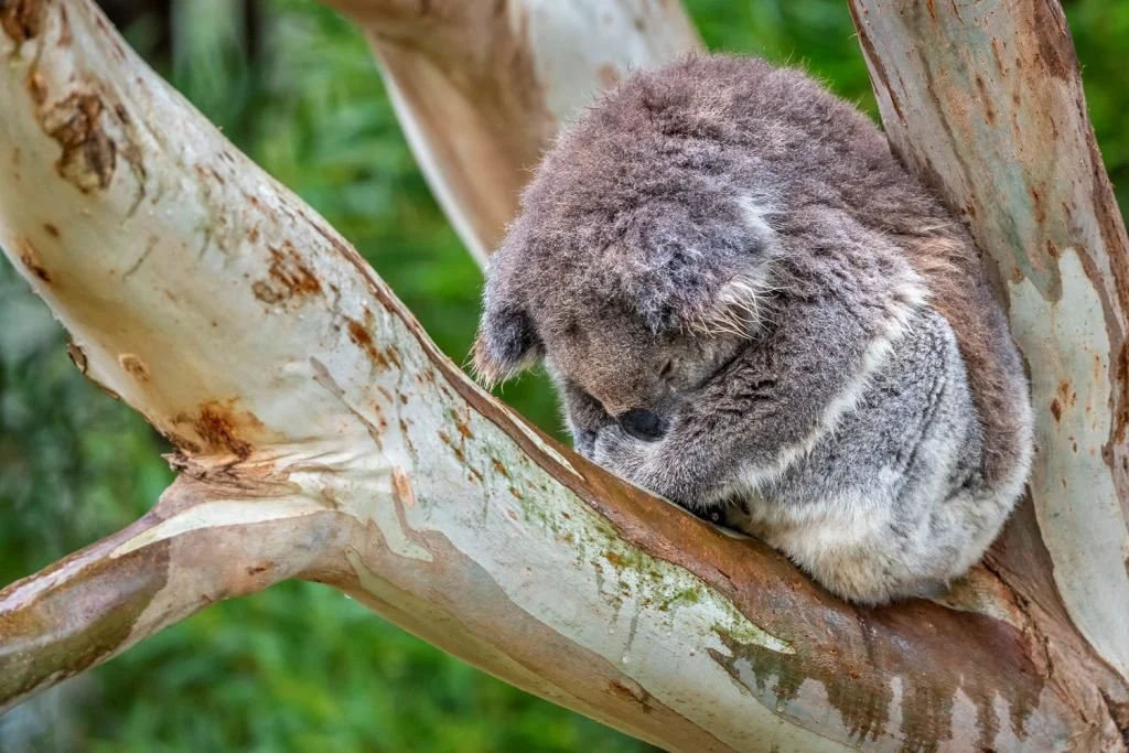 Sleeping-koala-on-branch_Doug-Gimesy-1024x683.jpg