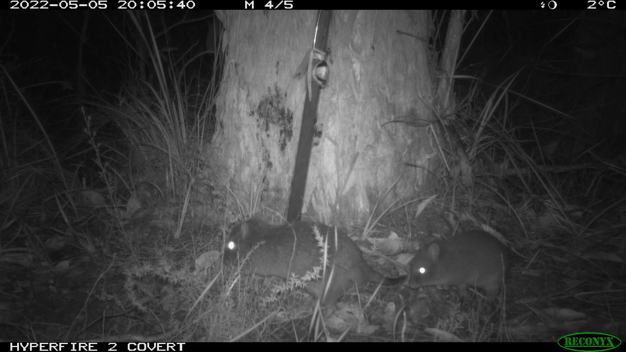 Potoroo camera trap 3 Otways_Conservation Ecology Centre.JPG
