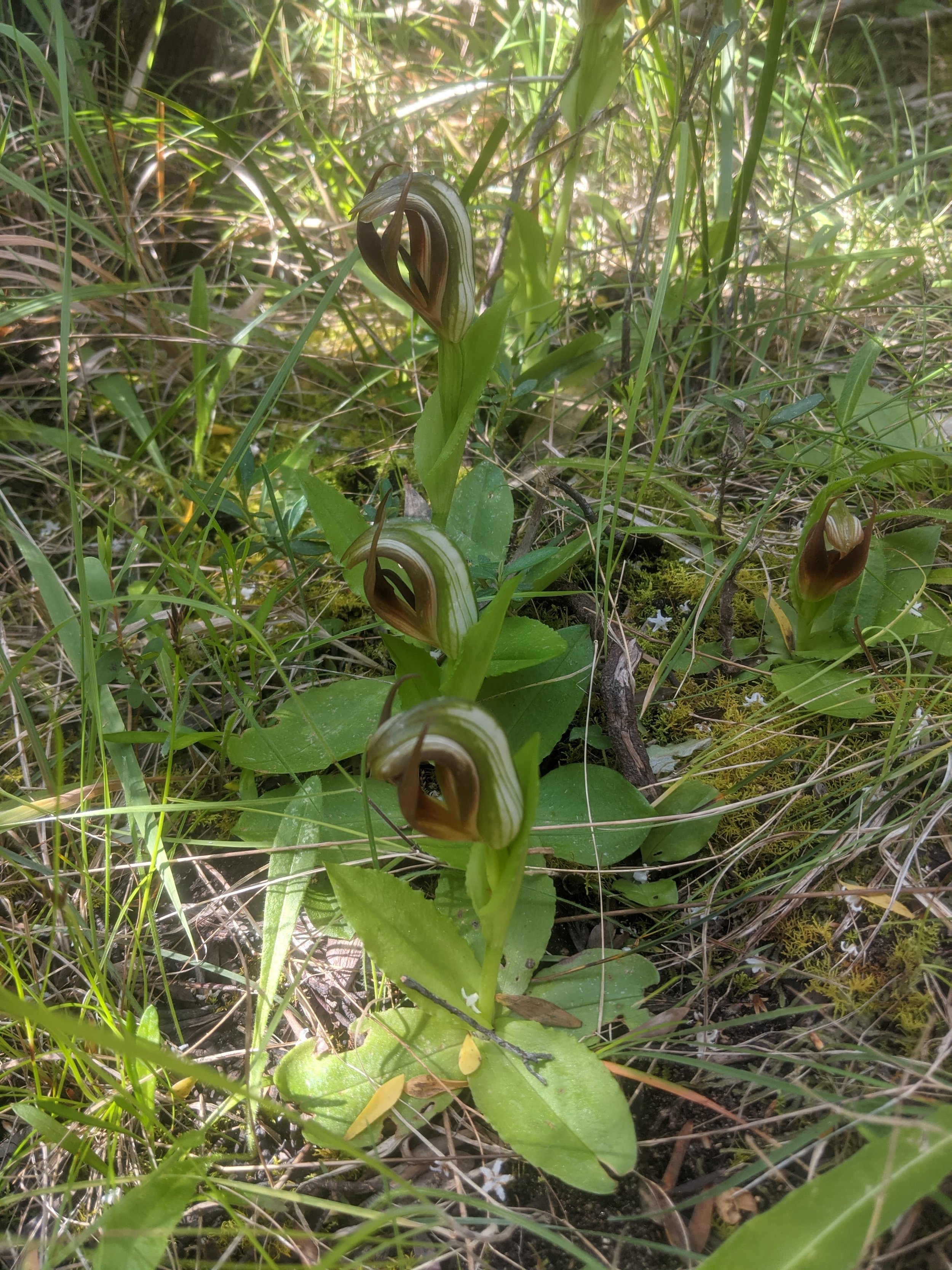 Leafy Greenhood Orchid Group Otways - Conservation Ecology Centre.jpg