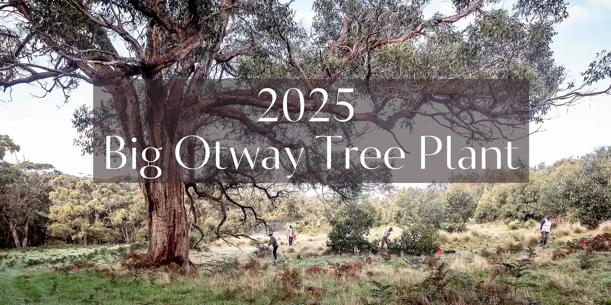 Return of the Big Otway Tree Plant