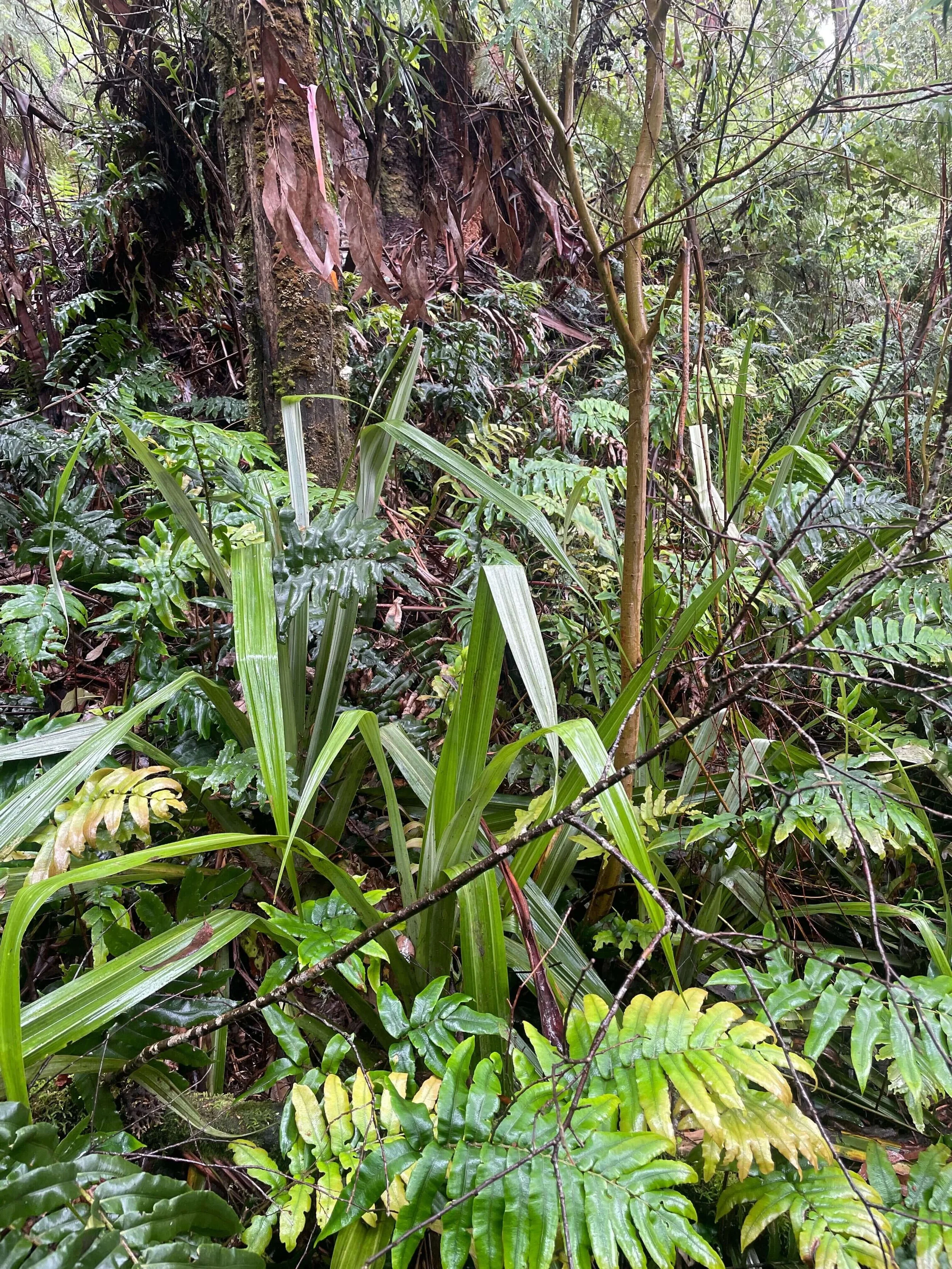 Tall Astelias Otways 4 Conservation Ecology Centre.jpg
