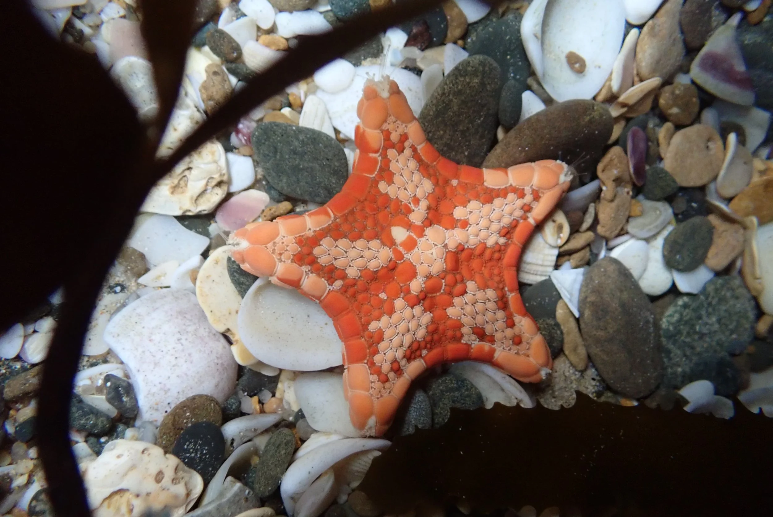 Starfish OMER.jpg