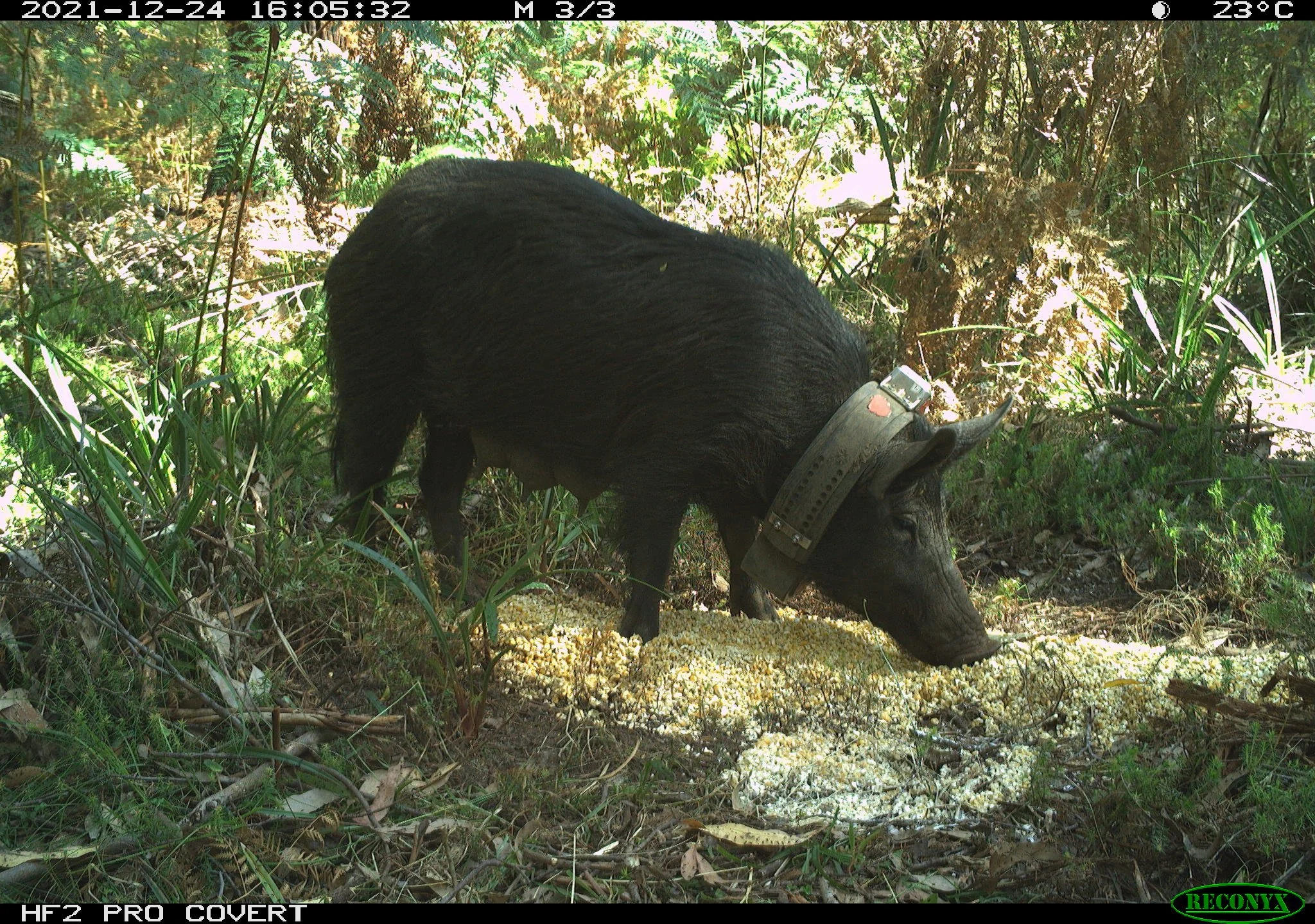 Feral collared pig Otways_Conservation Ecology Centre.JPG
