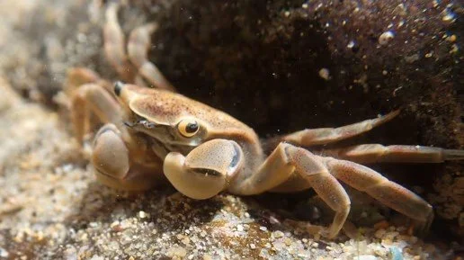 Can you help us expand our marine program?