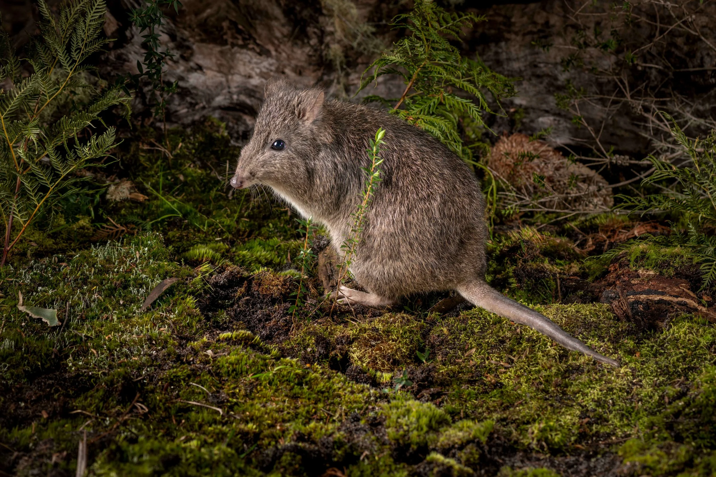 Otways Ecological Research Forum 2022