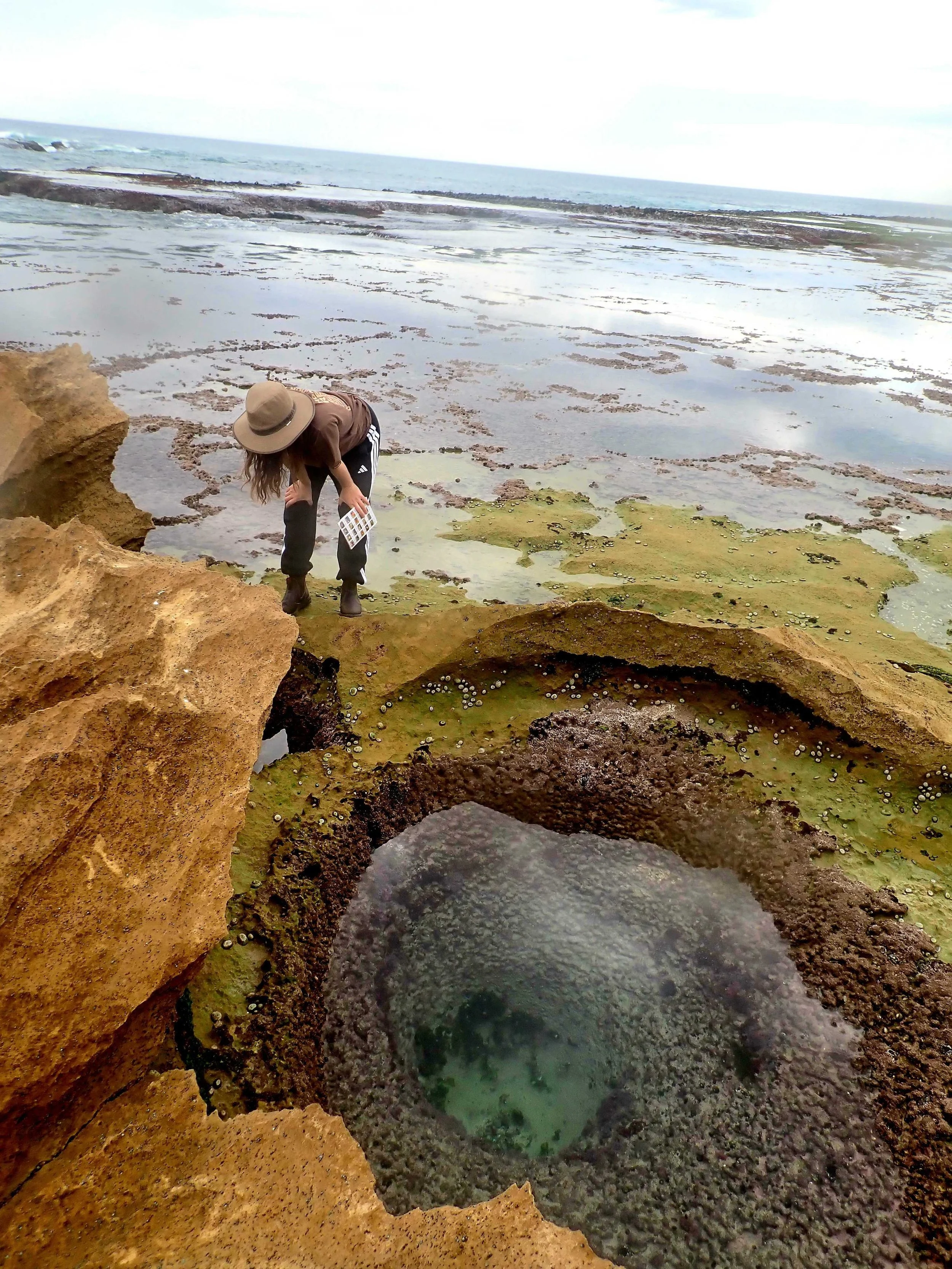Otways Marine Ecosystem Resilience Project - Volunteer rock pool.jpg