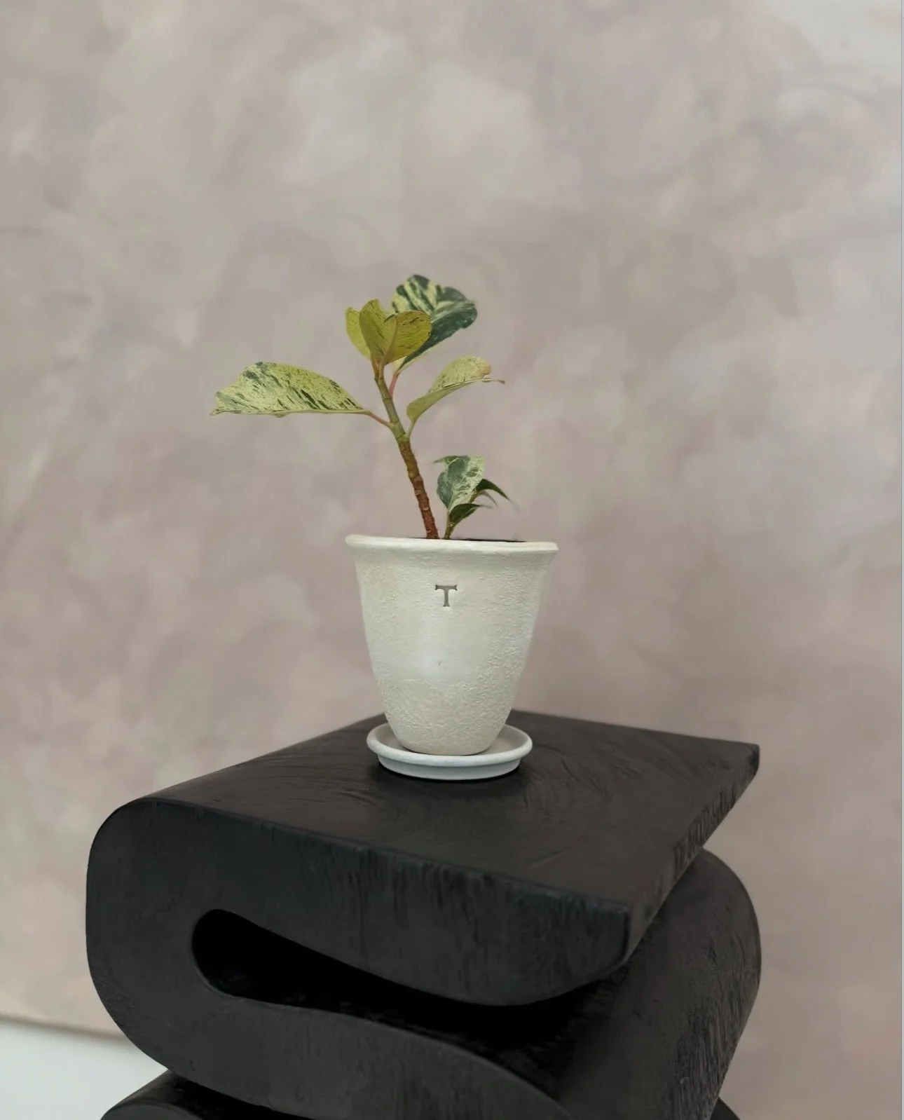 Our acampanado vase in antique white looking so pretty! Beautifully captured by @___studio.b____ 

Only a few left, come see us tomorrow🤍