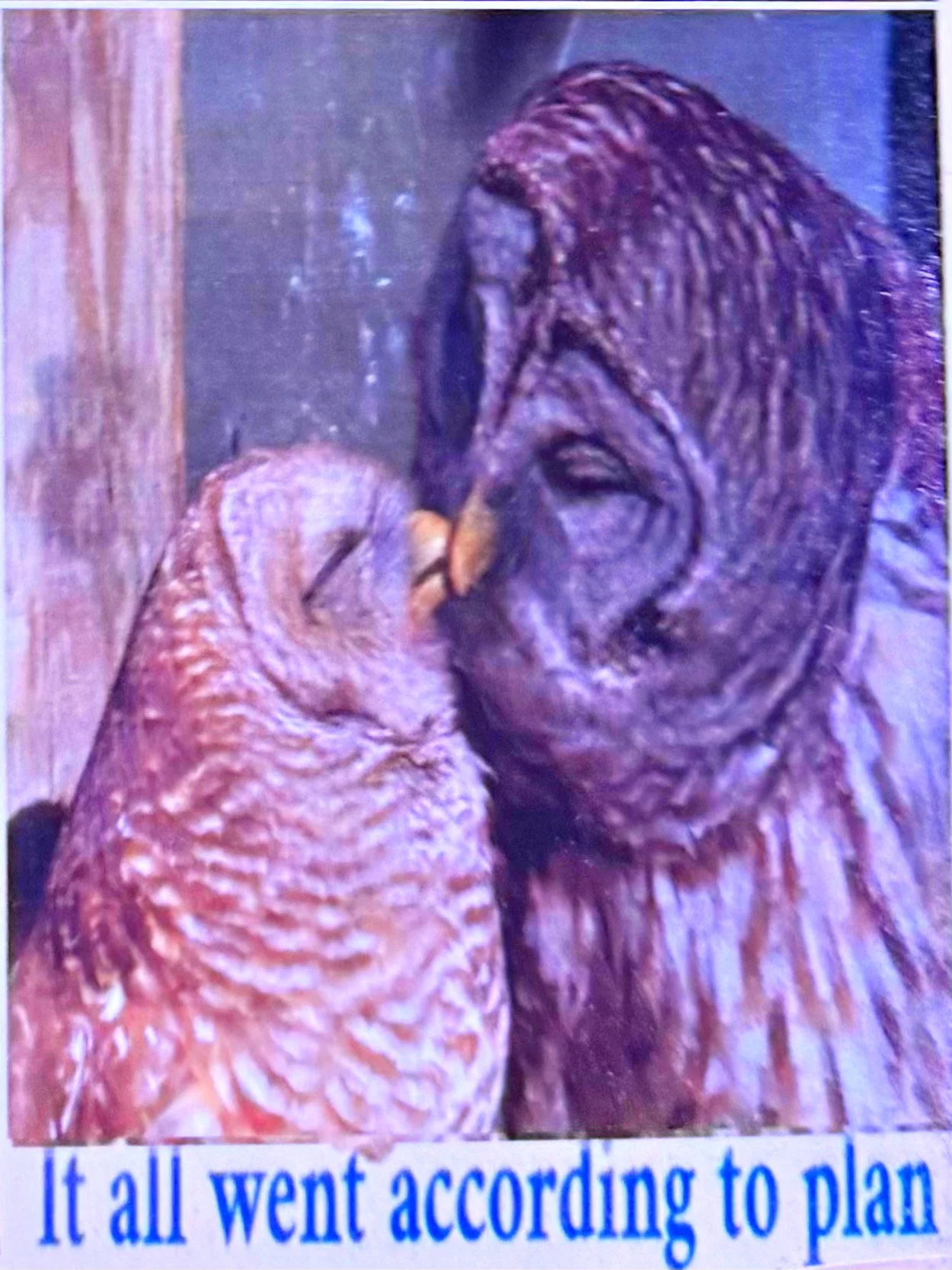 owls.JPEG