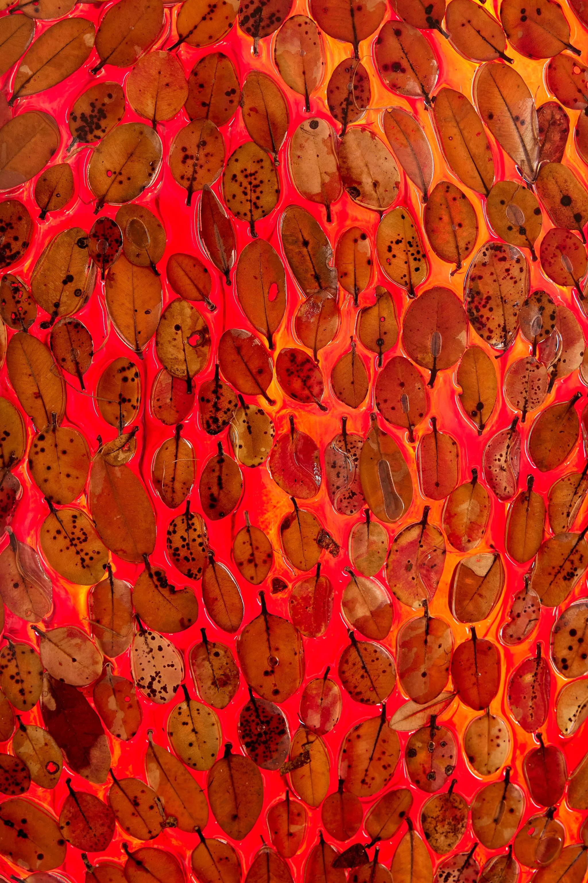 Many brown, pohutukawa leaves with black spots floating on a red resin surface with a red light behind.
