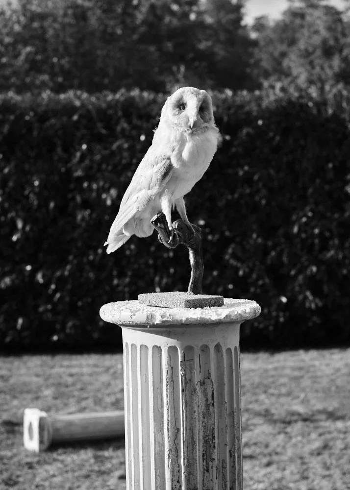 An owl in waiting...