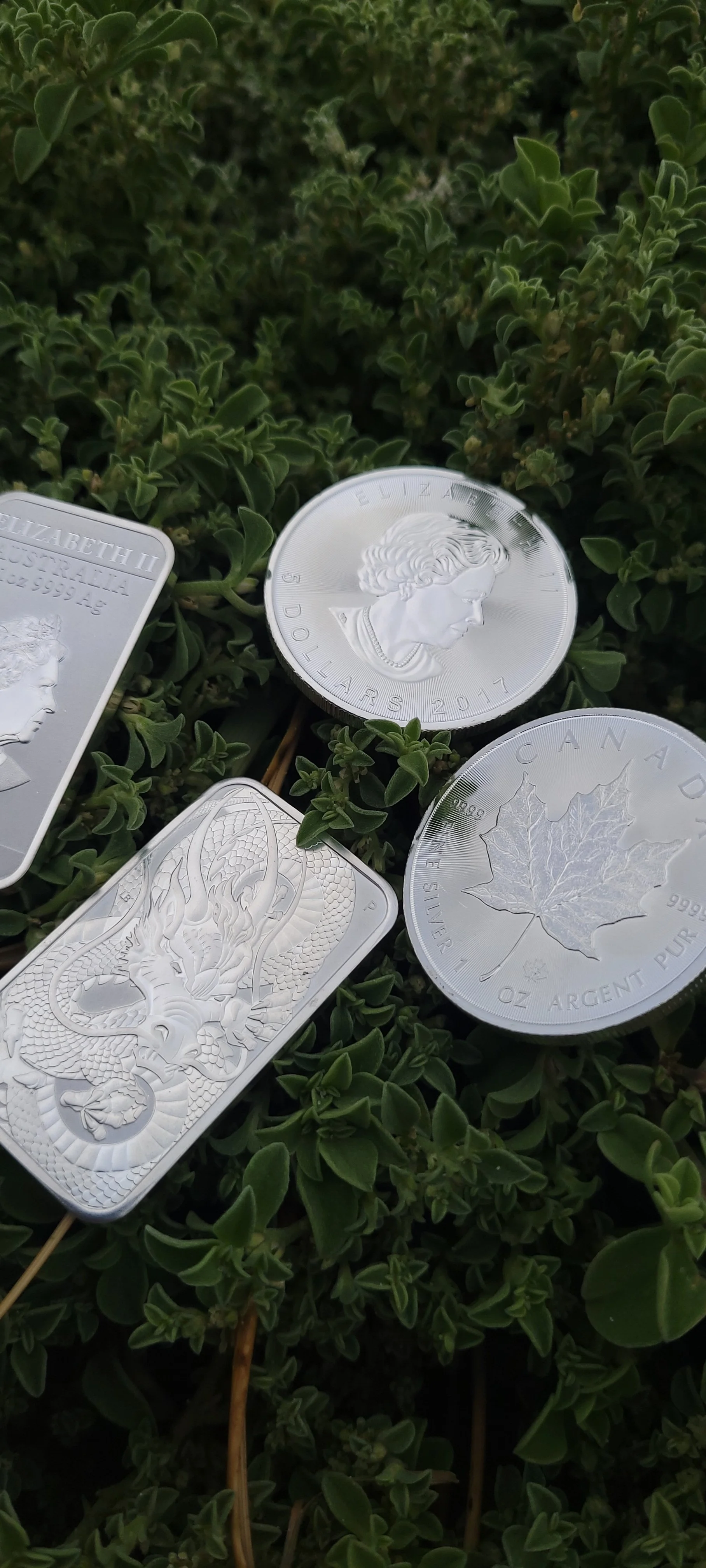 Collection of silver coins and bars with intricate designs resting on green leafy plants.