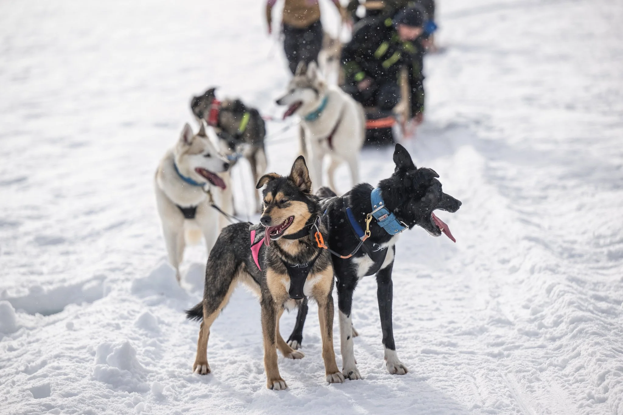 Racing huskies in Lapland.