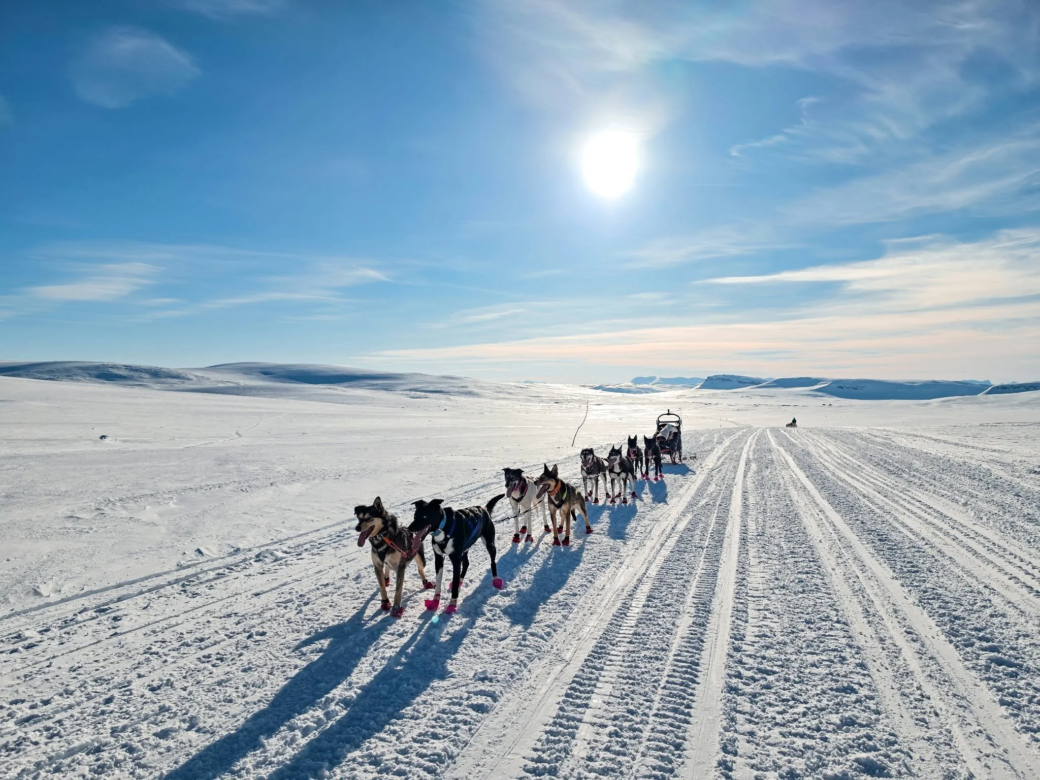 Husky activities for animal lovers