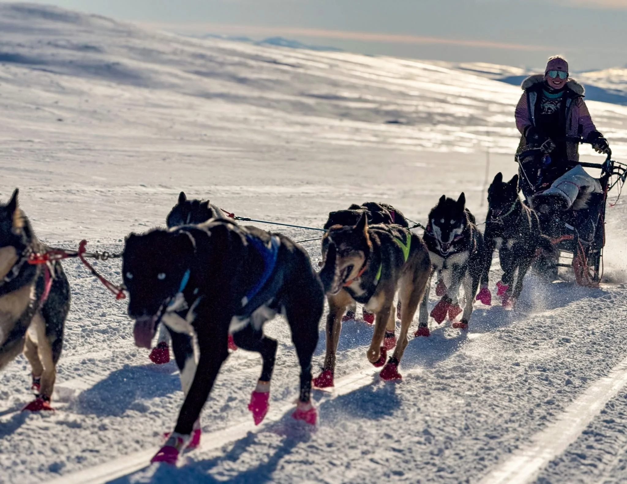 Responsible husky safaries in Lapland.