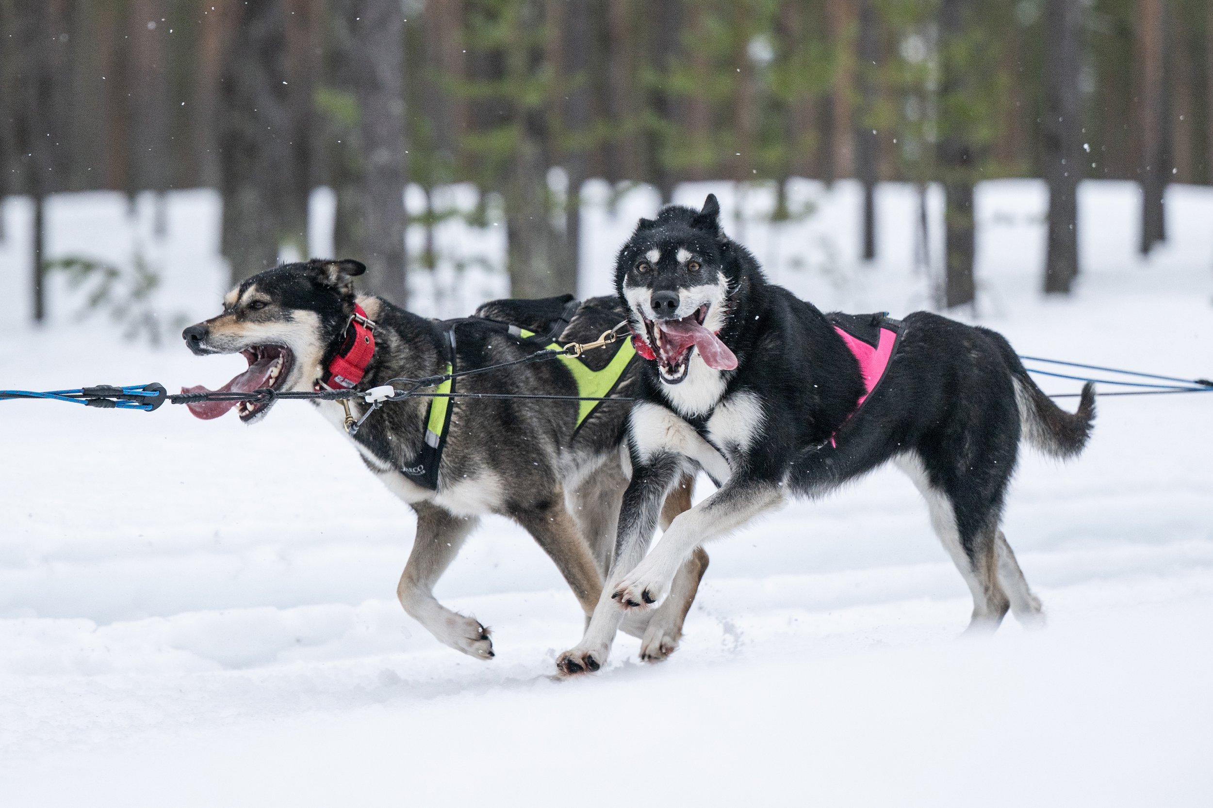 Family-run husky kennel in Ylläs.