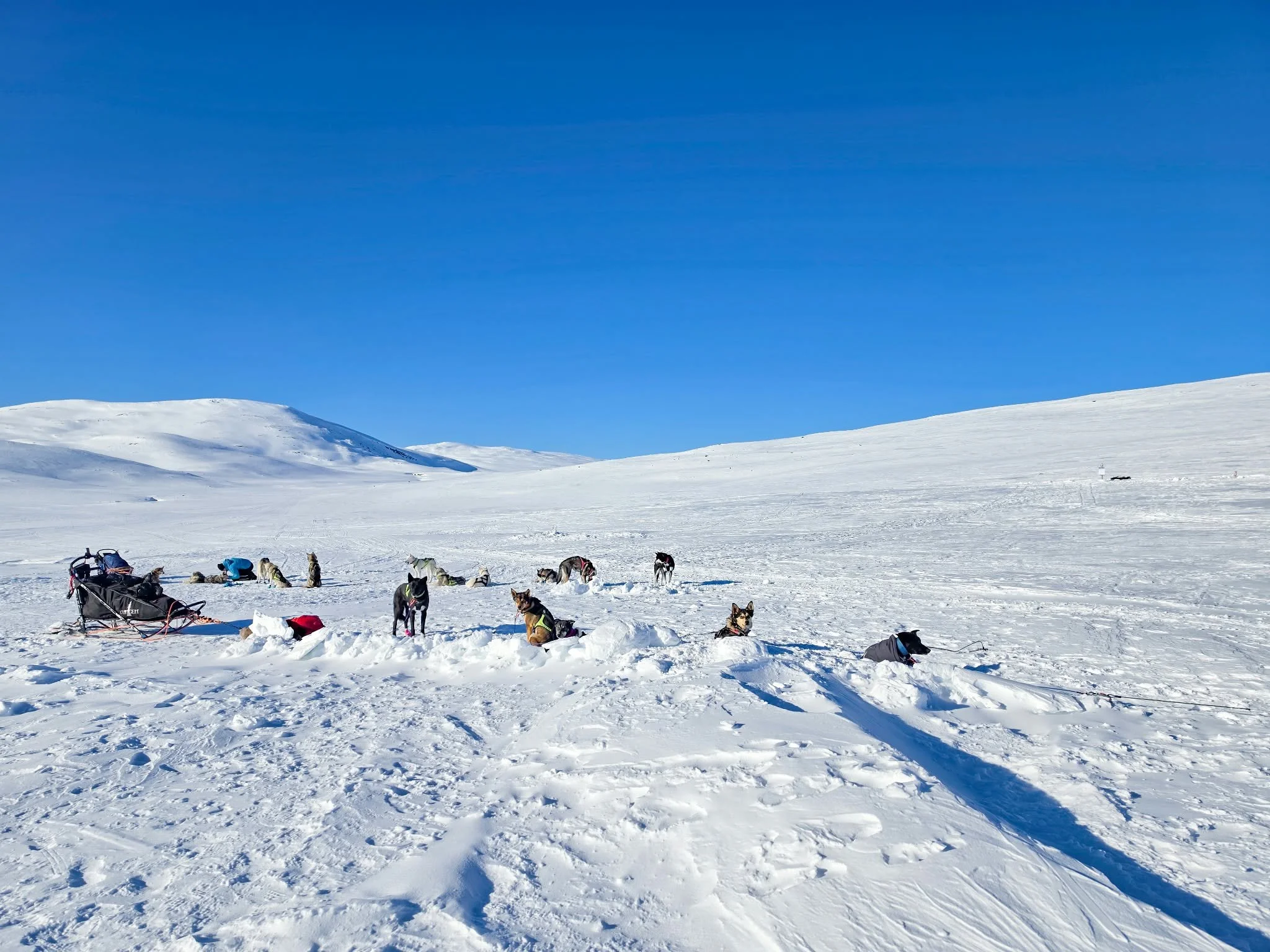 Husky activities Finland