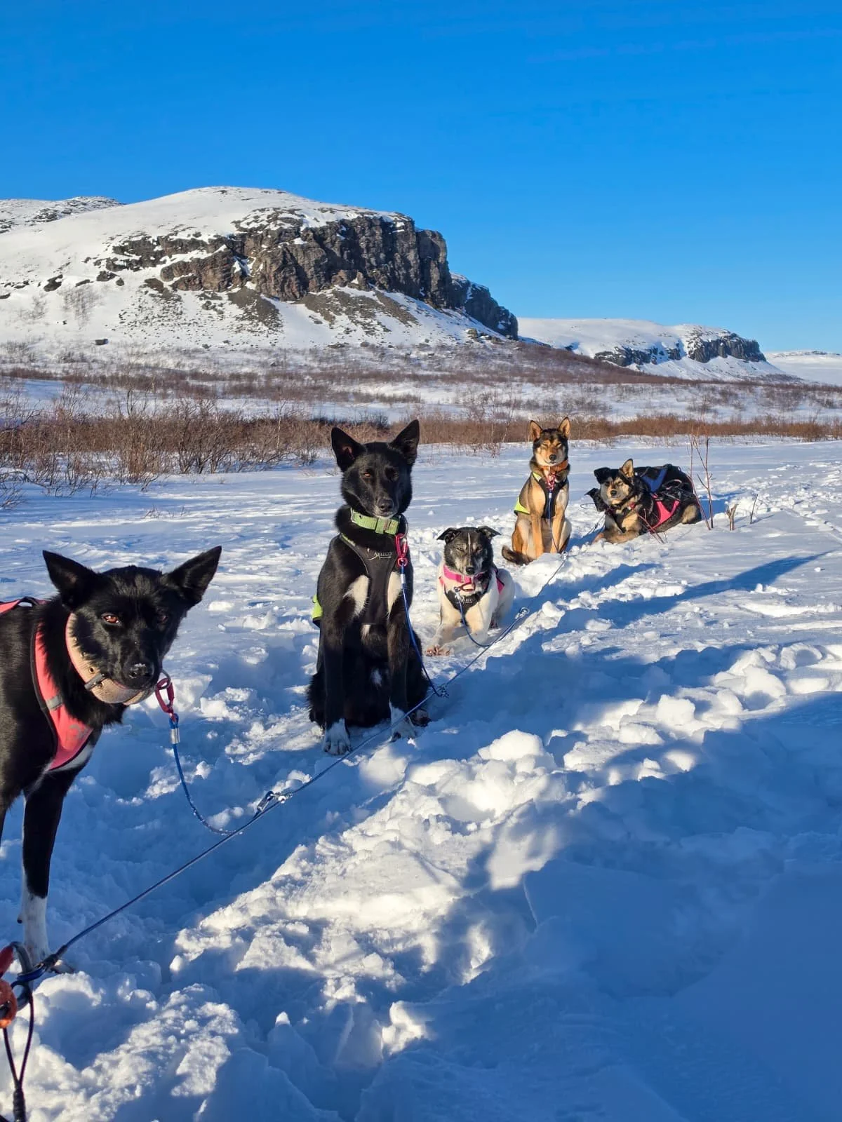 Sleddog safaries in Pello.