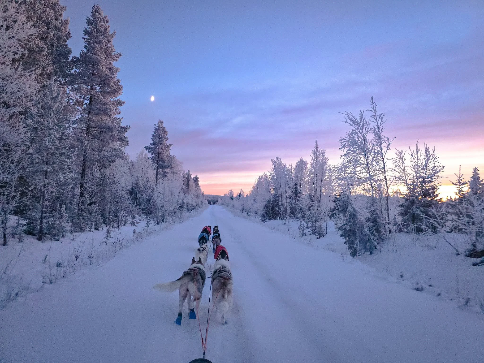 Husky safaris in Pello.