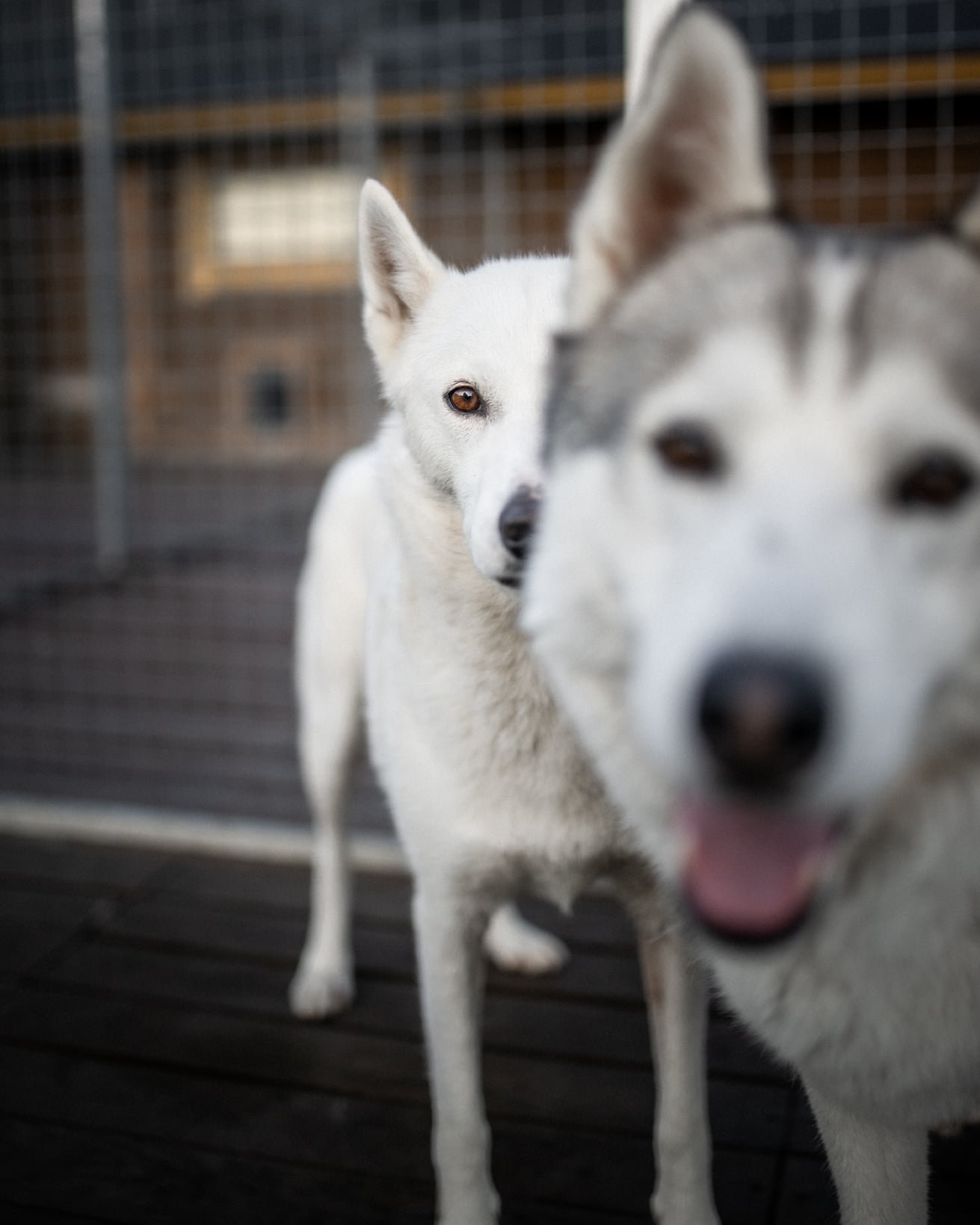 Husky dogs living in warm dog house in Finnish Lapland.