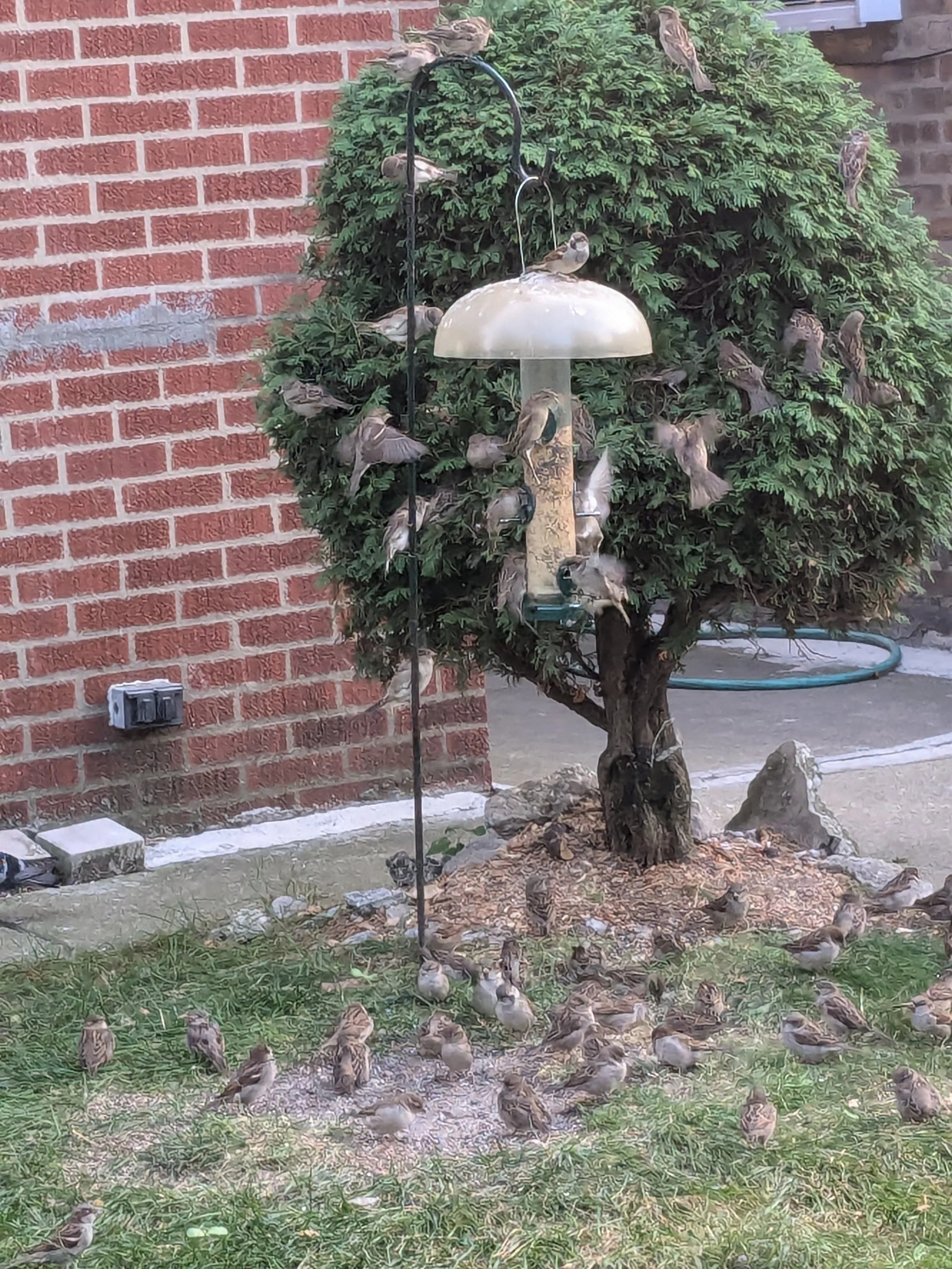 Bird Feeder - Josiah Ellner.jpg