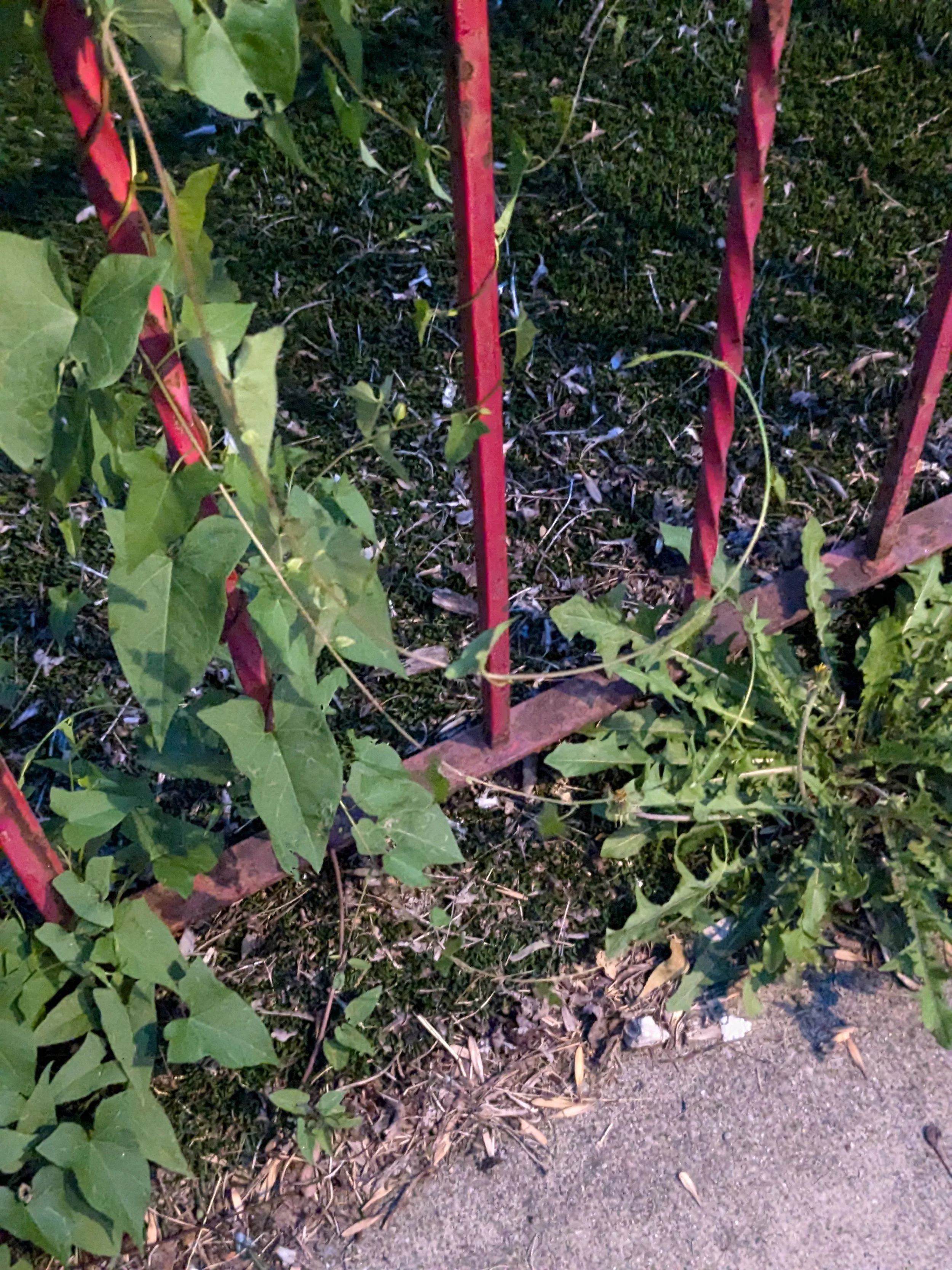 curling vine - Josiah Ellner.jpg