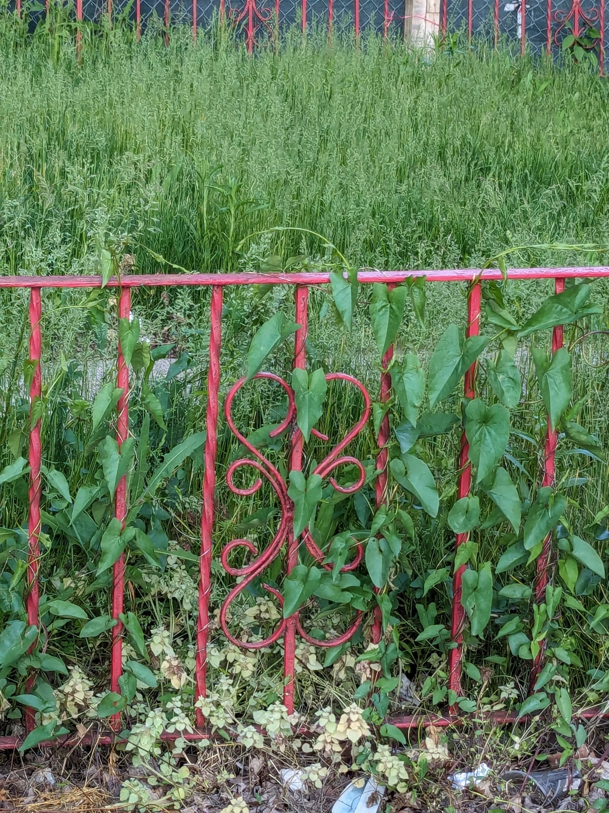 red fence filigree - Josiah Ellner.jpg