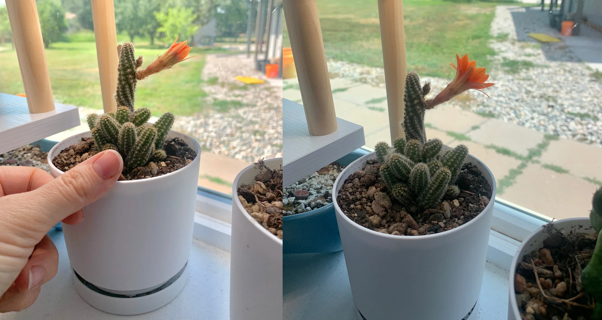 Peanut Cactus Flowering_Molly Valentine Dierks_07 - Molly Valentine Dierks.jpg
