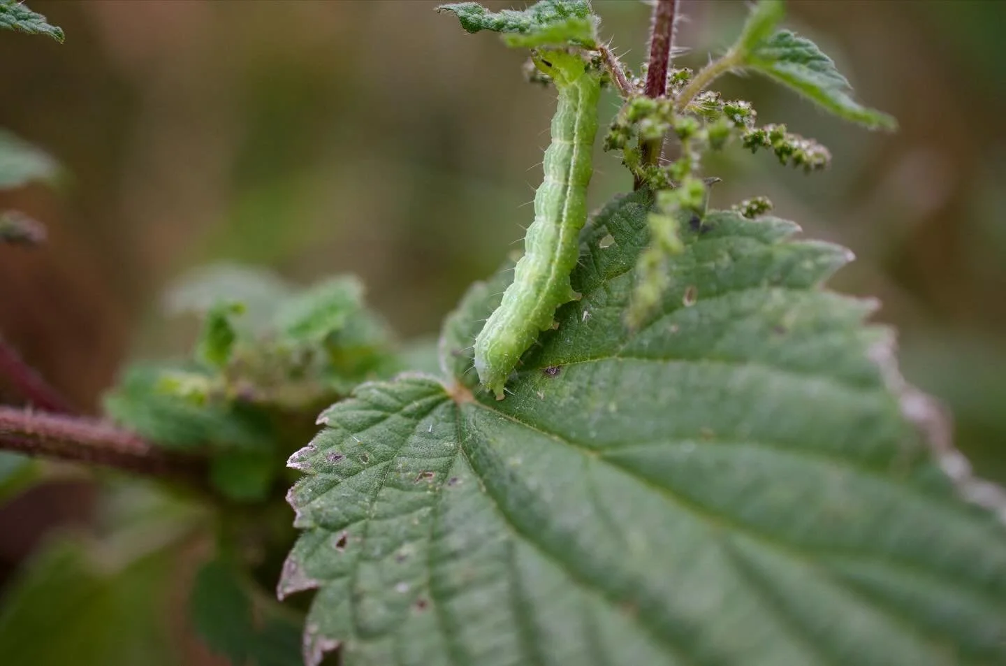 @paulwardart &ndash;&nbsp;Nature! I have thousands of photos on my computer from nature, all taken to enrich my bank of source images. Don&rsquo;t come for a walk with me if you don&rsquo;t like stopping every fives minutes whilst I crouch down in th