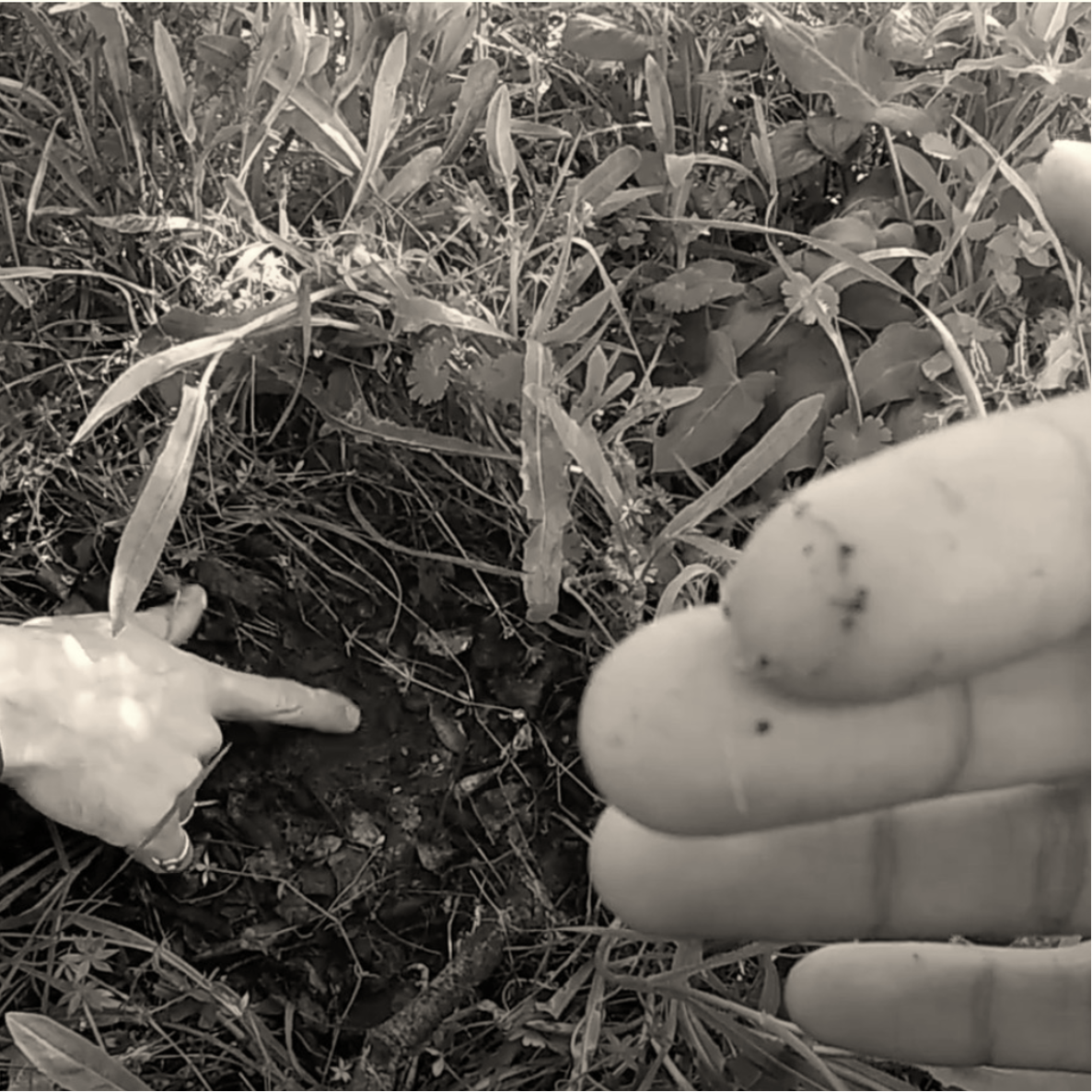 1 - AsfahHamid+-+Mycelial+Polyphonies+-+Page+1.png