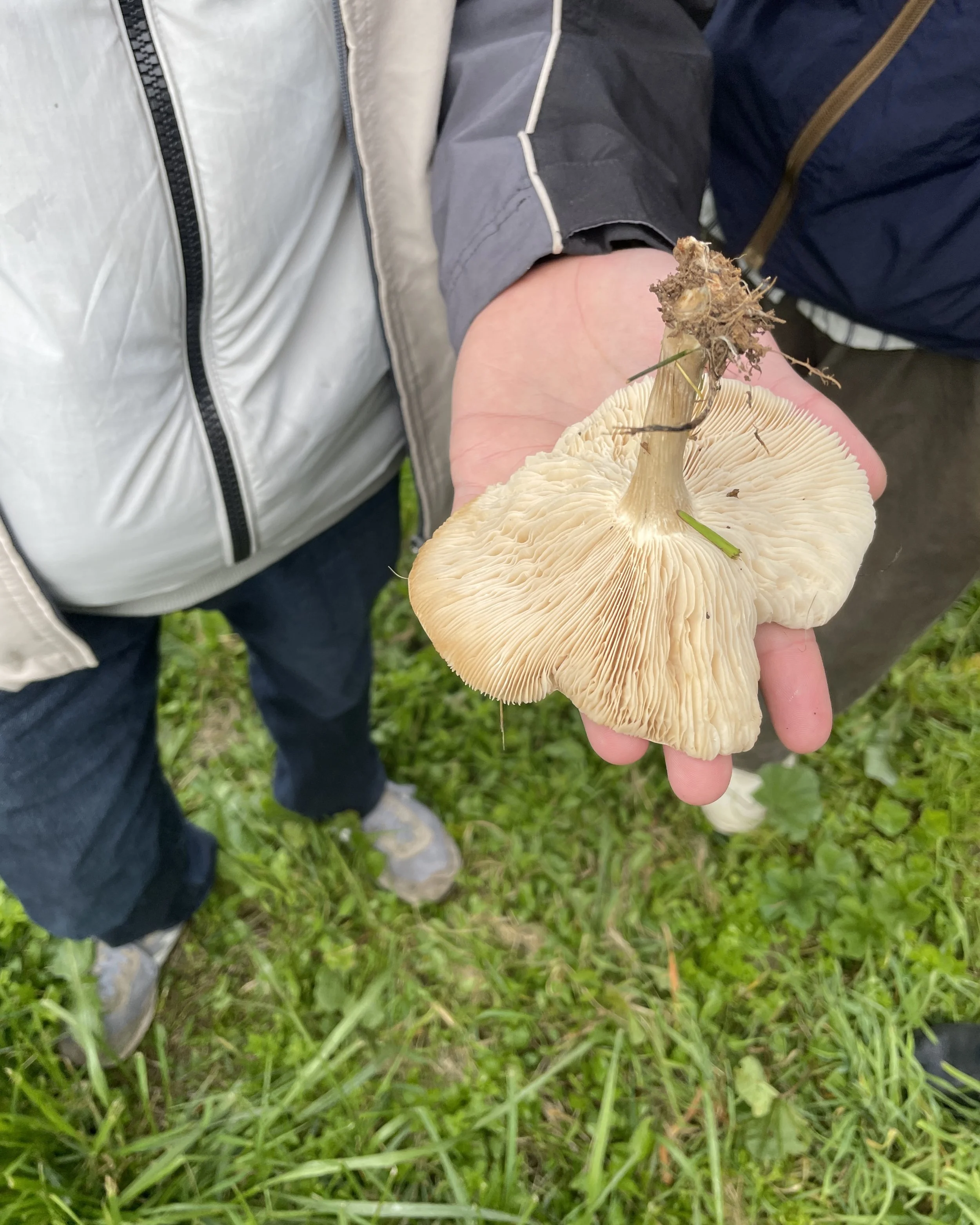 4 - Fungal+mycelium.jpg