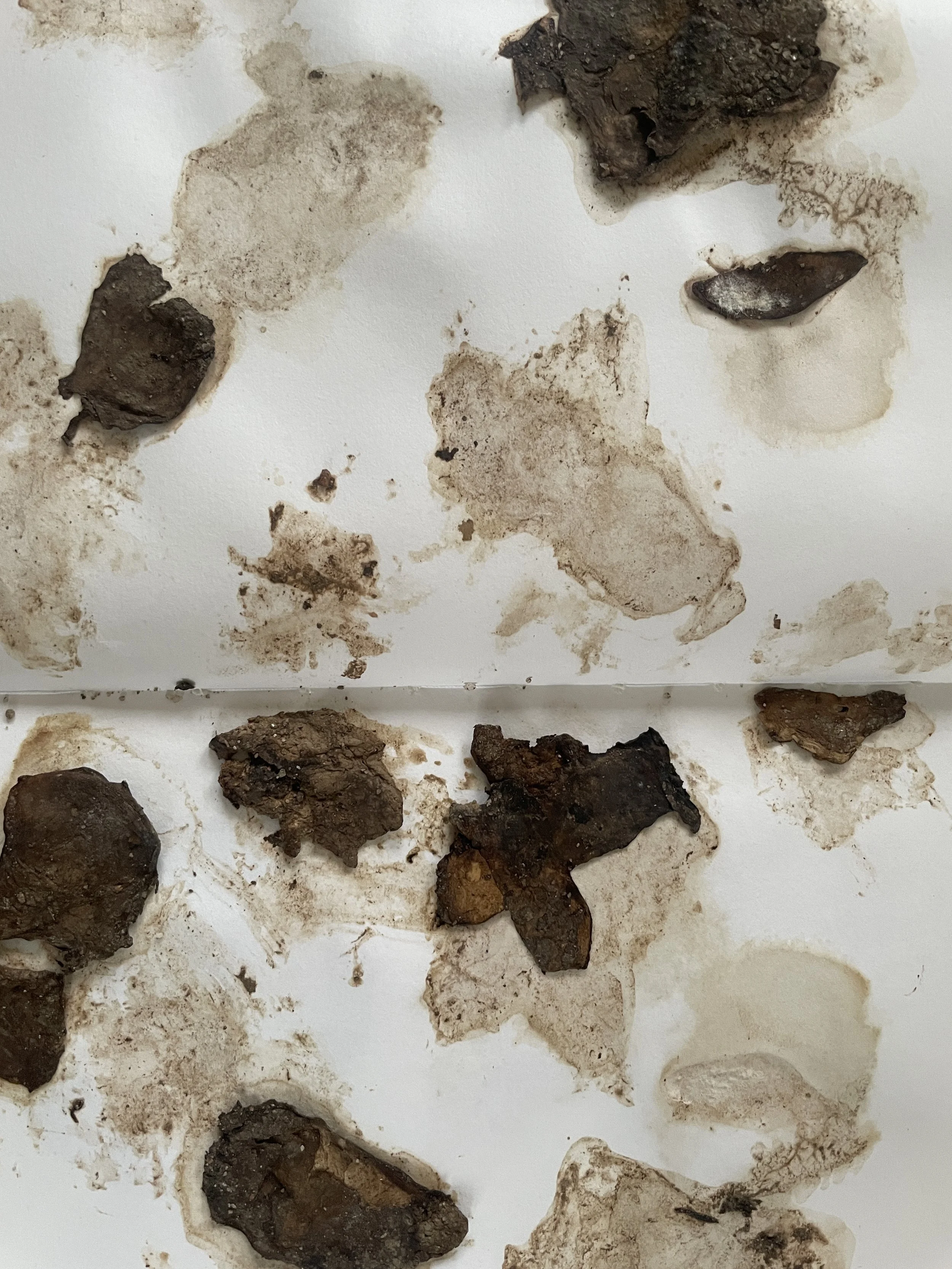 4 -- Mushroom+stained+paper.JPG