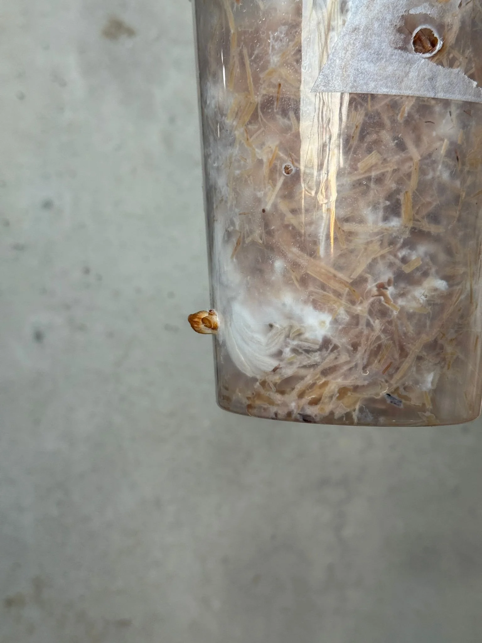 @laelreiss -Looking ahead, I feel my practice shifting toward a deeper engagement with BioArt. I want to expand my material vocabulary by working with organic, ephemeral elements such as fungi and mycelium, exploring how these living materials decomp