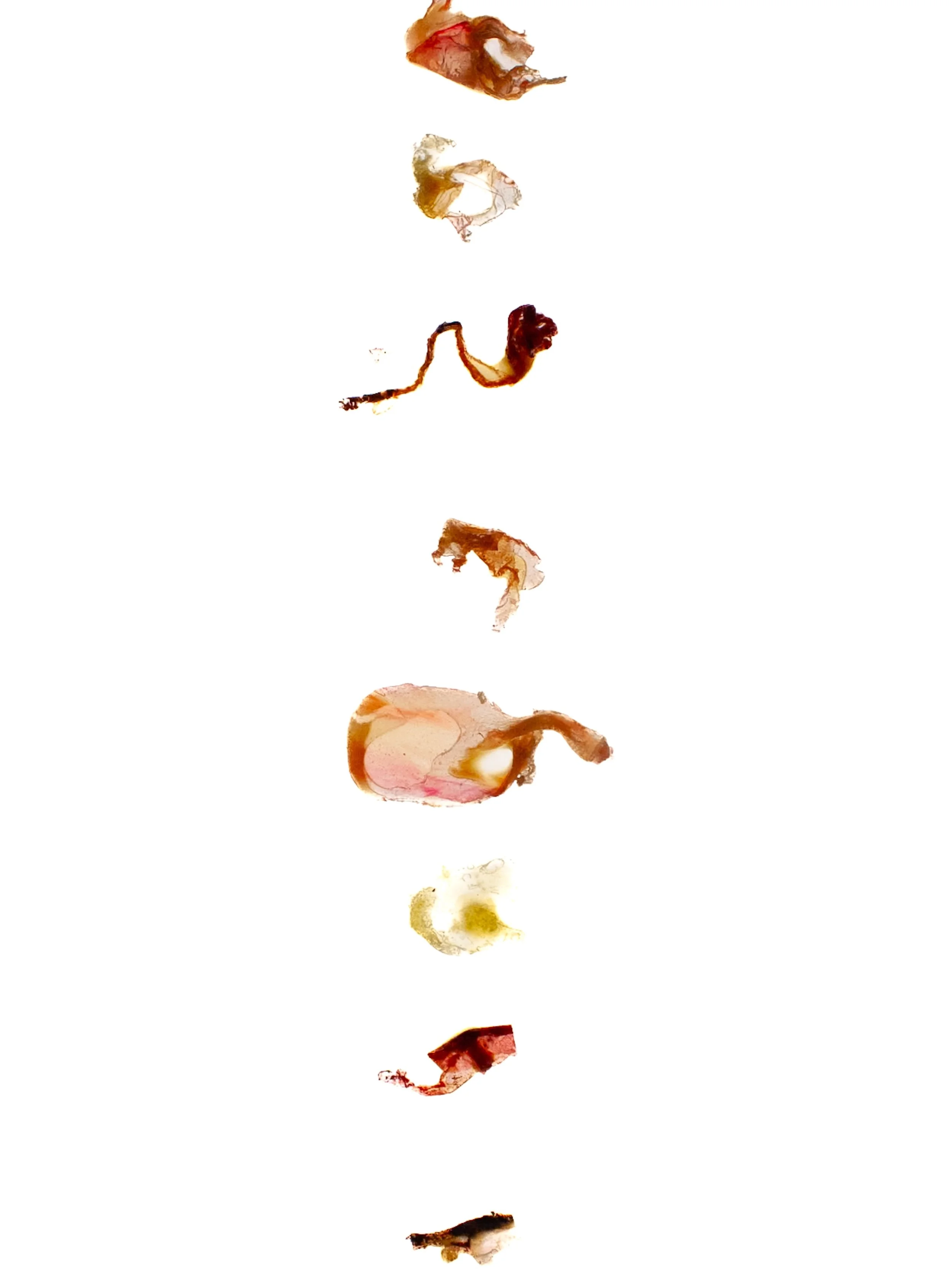 @isacov.art - I approach my work as a result of my body&rsquo;s movements, and a form of shed skin. They are emancipated through their monstrosity. Their anatomies are constantly erupting as the byproduct of my bodily movements. I writhe on the floor
