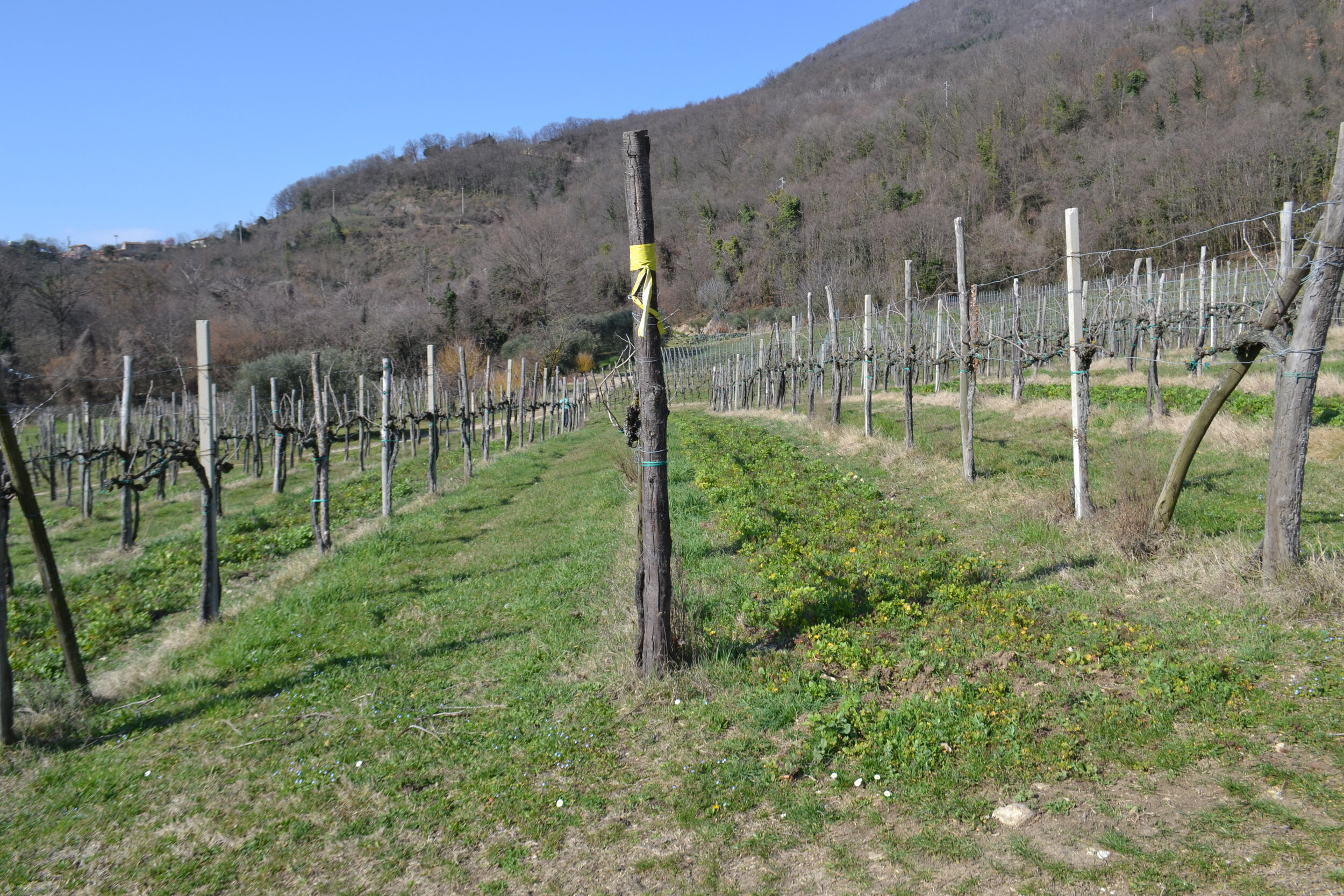 I vigneti della sperimentazione