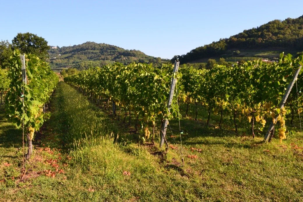 Vigneto inerbito con sfalcio alternato dei filari; la piena fioritura è condi-zione favorevole alla conservazione e all’incremento dell’artropodofauna utile.