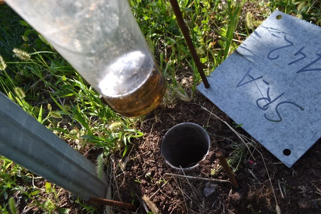 Contenuto della trappola a caduta Pitfall dopo alcuni giorni dall’attivazione.