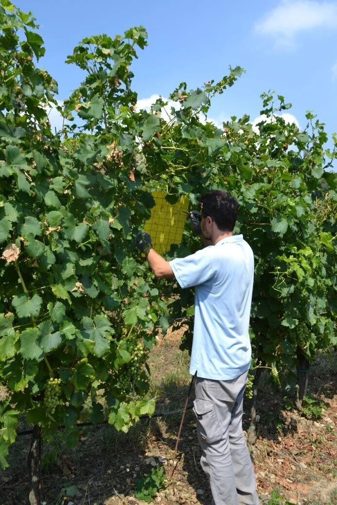 Controllo della trappola cromotropica gialla utilizzata per il monitoraggio in vigneto degli adulti di Scaphoideus titanus svolti dal dott. Lorenzo Tonina e dalla dott.ssa Giulia Zanettin.