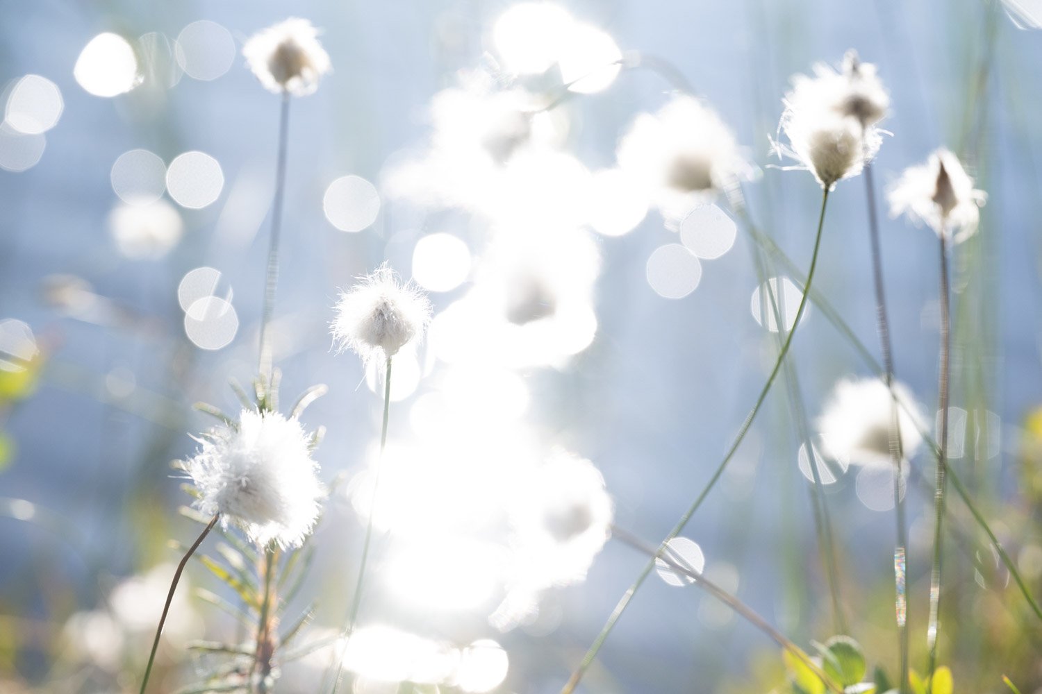 Blumen in Lappland